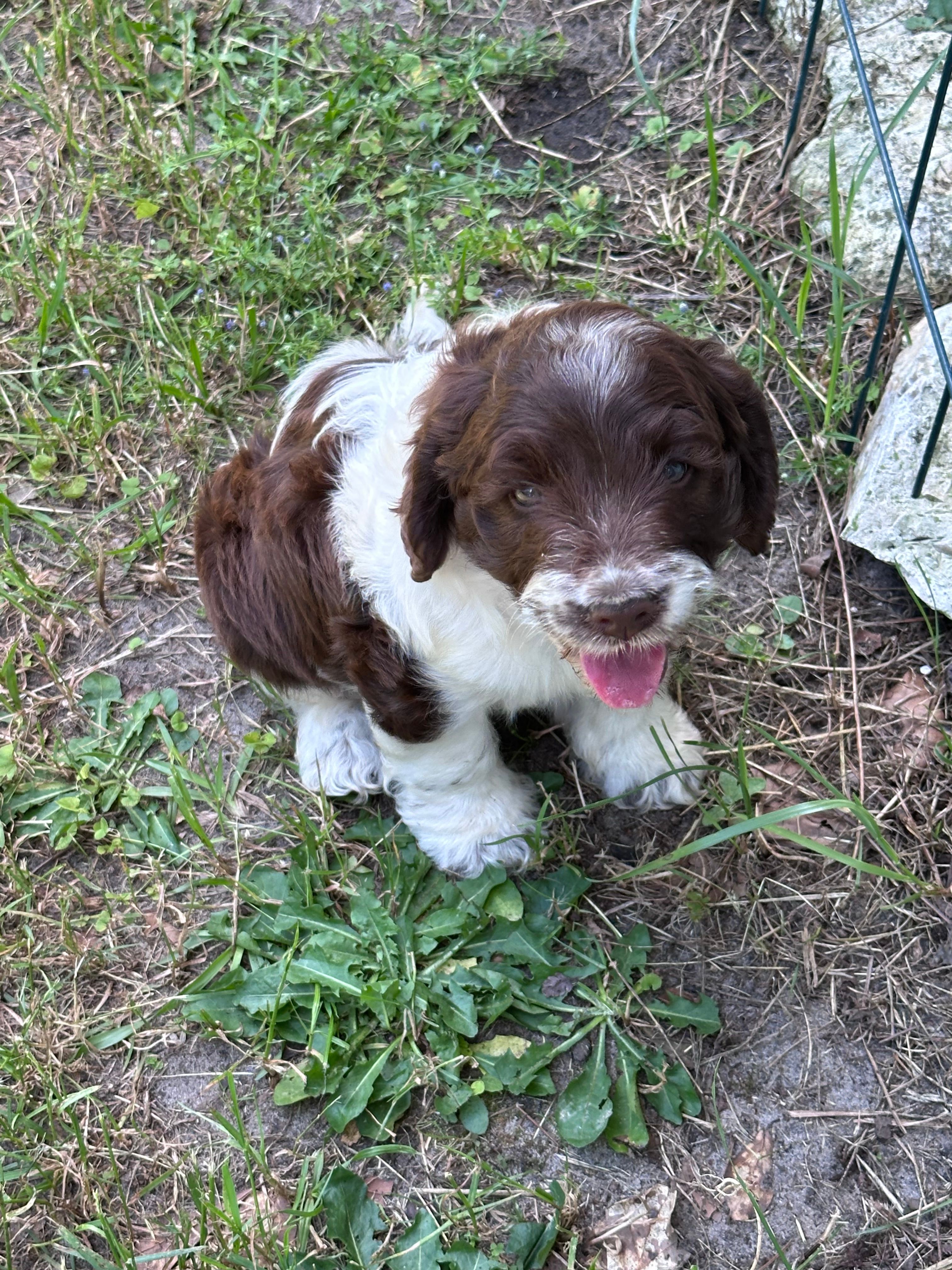 Girl 1 – Springer Doodle puppy for sale in Reddick, FL