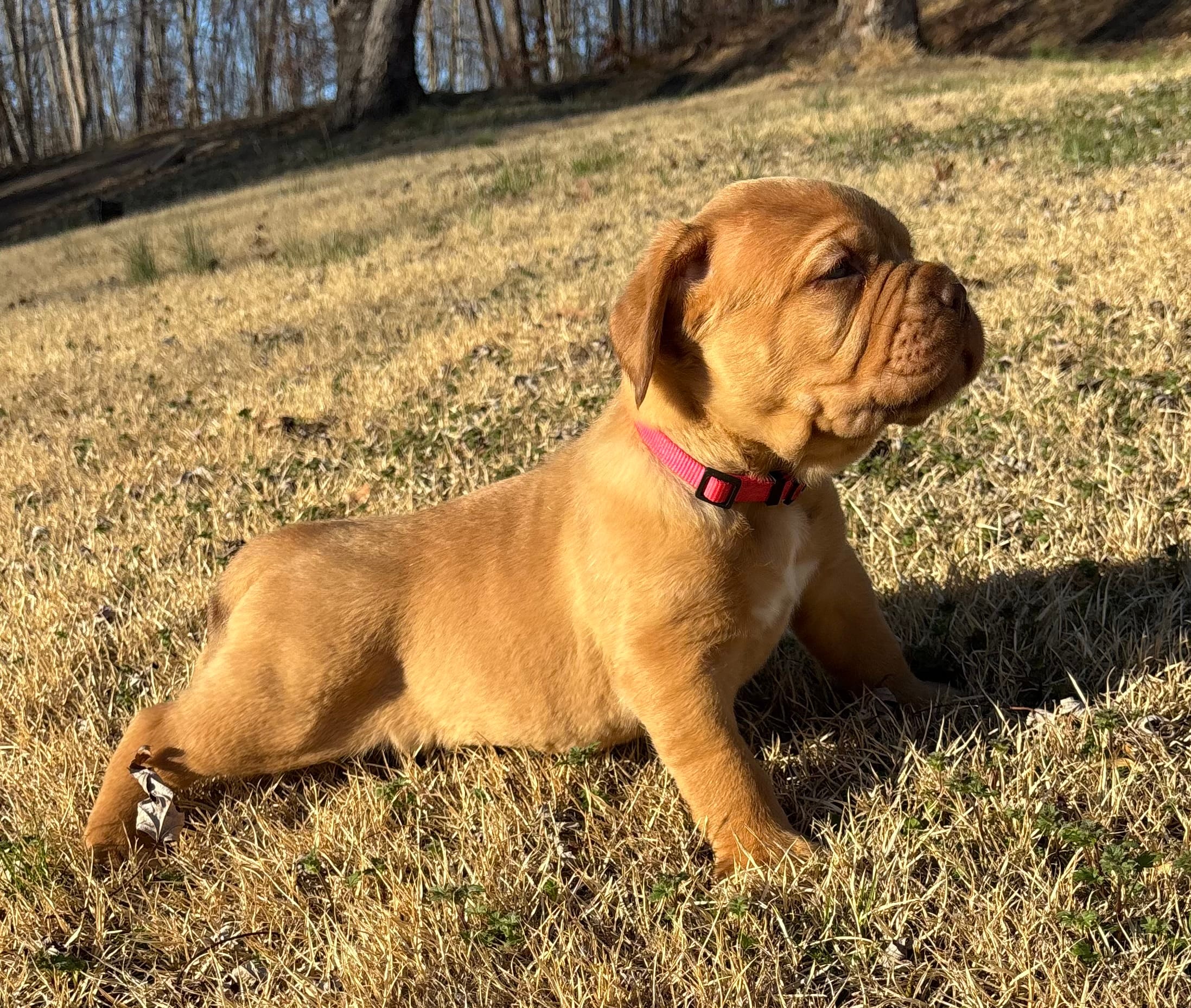Pink collar  – Dogue de Bordeaux puppy for sale in Stafford, VA