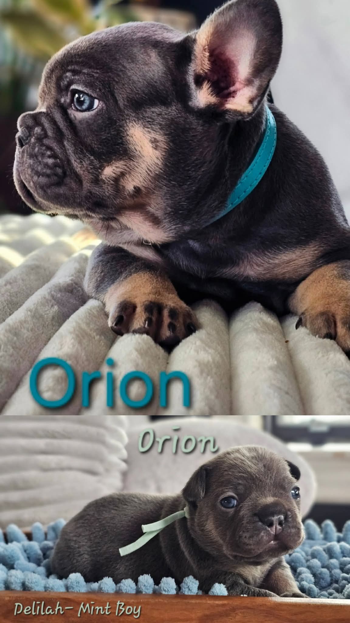 Orion – French Bulldog puppy for sale in Fennimore, WI