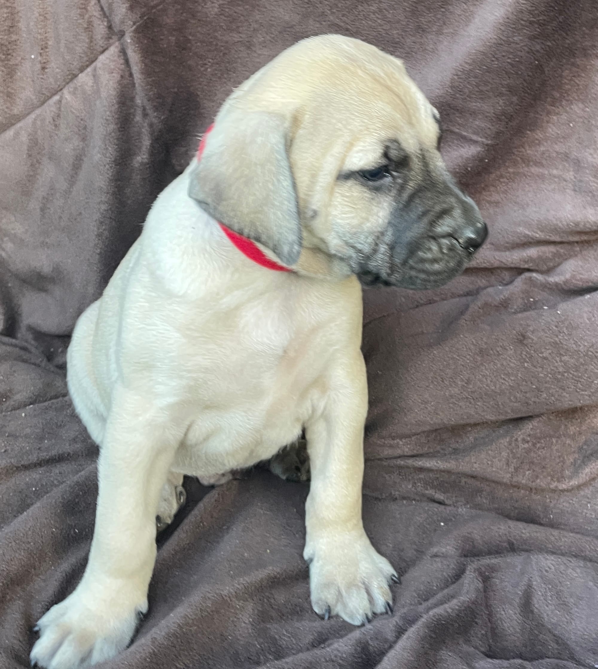 Red male  – Black Mouth Cur puppy for sale in Booneville, KY