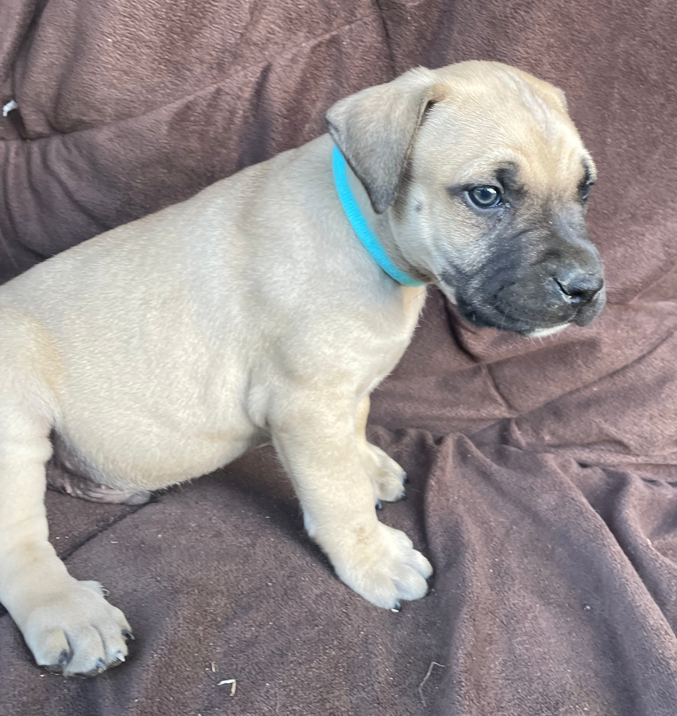 Teal male – Black Mouth Cur puppy for sale in Booneville, KY