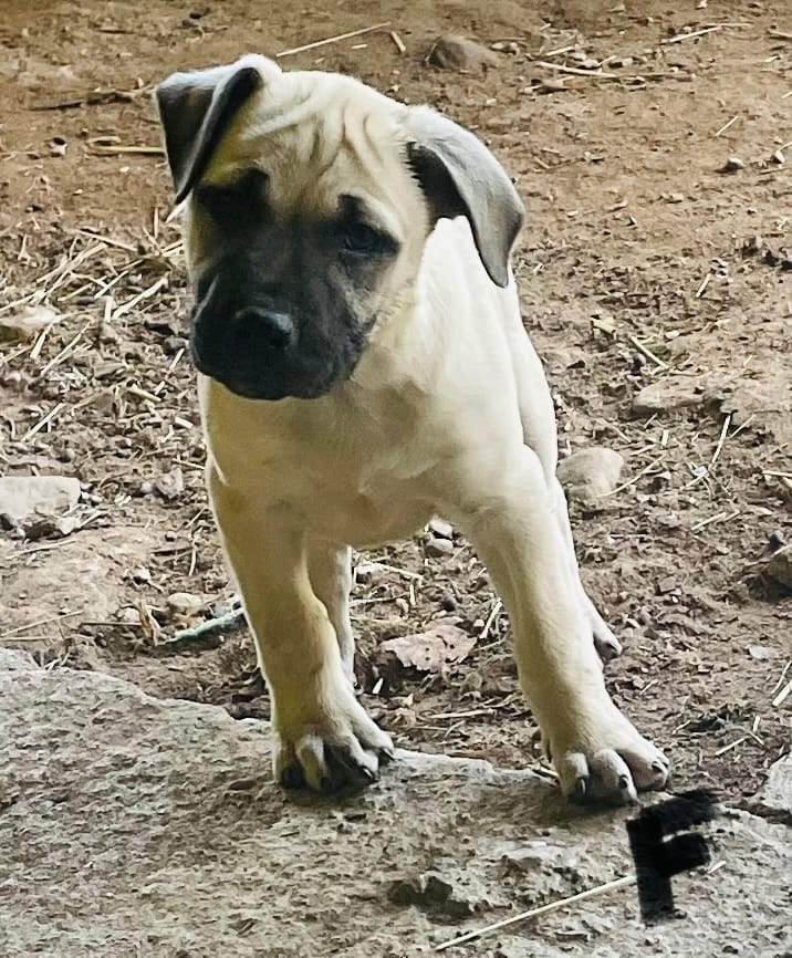 Female  – Black Mouth Cur puppy for sale in Booneville, KY