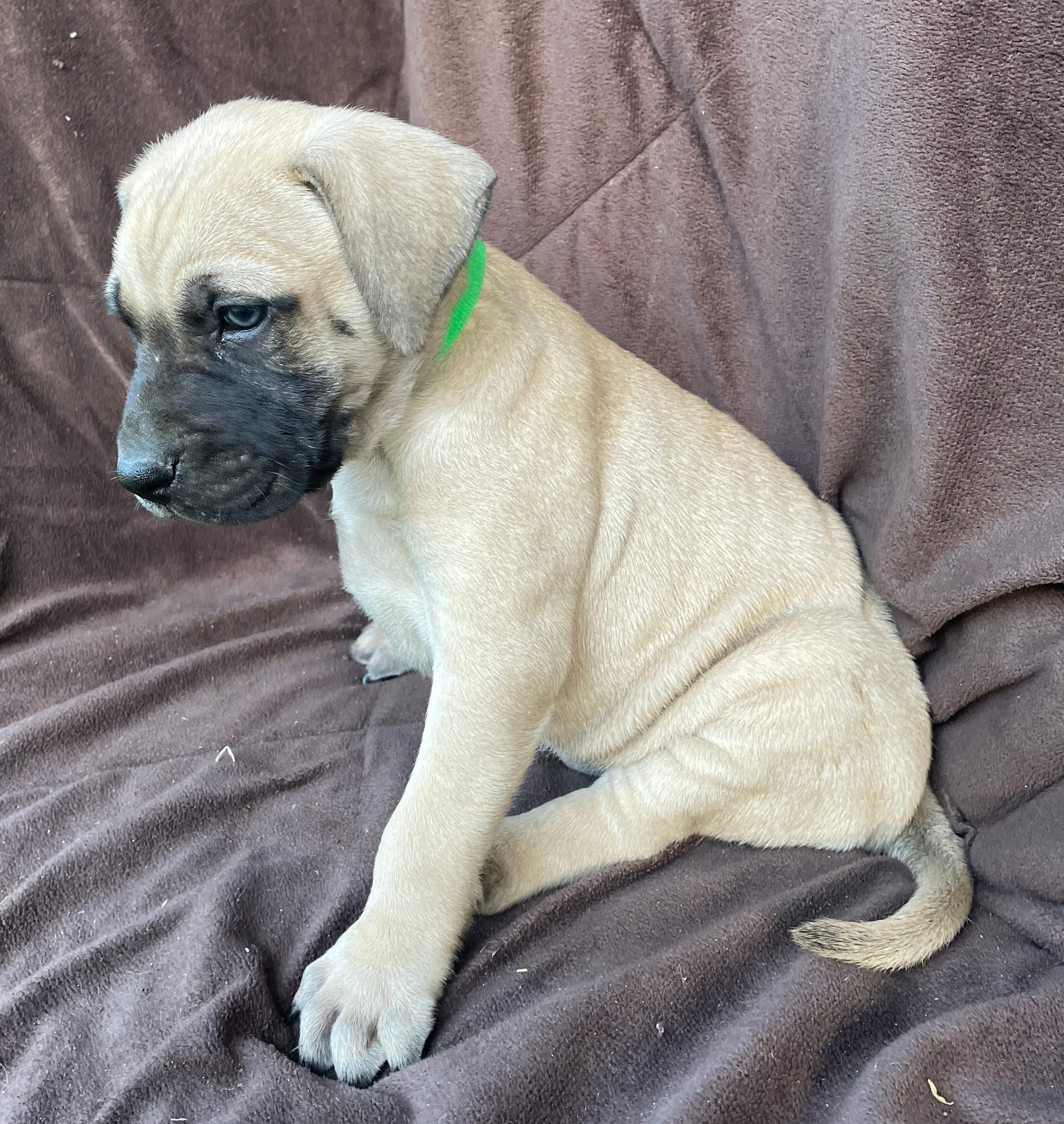 Green male  – Black Mouth Cur puppy for sale in Booneville, KY