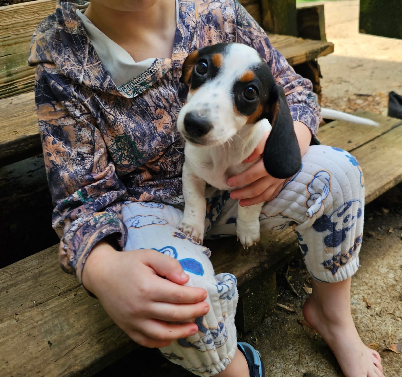 Black and Tan Piebald boy – Miniature Dachshund puppy for sale in Nashville, TN