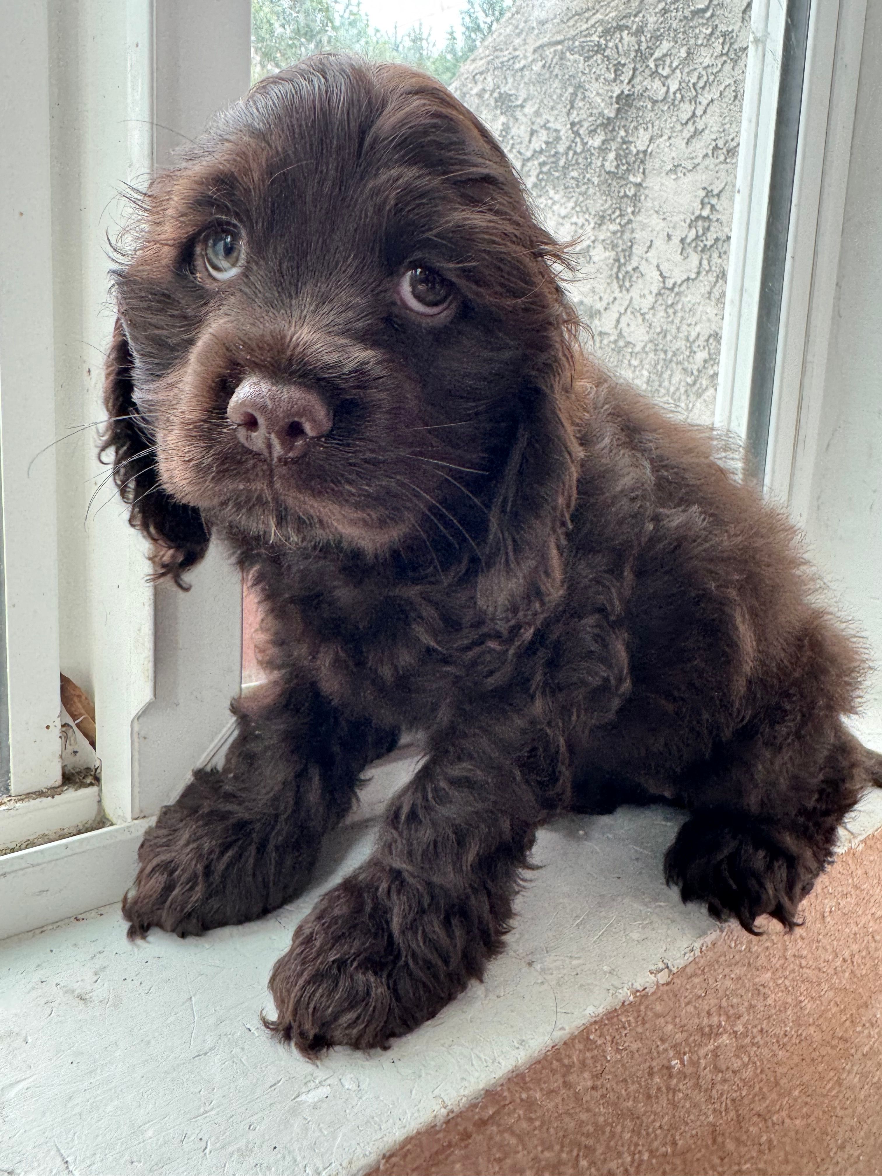 Caramel – Cocker Spaniel puppy for sale in Los Angeles, CA