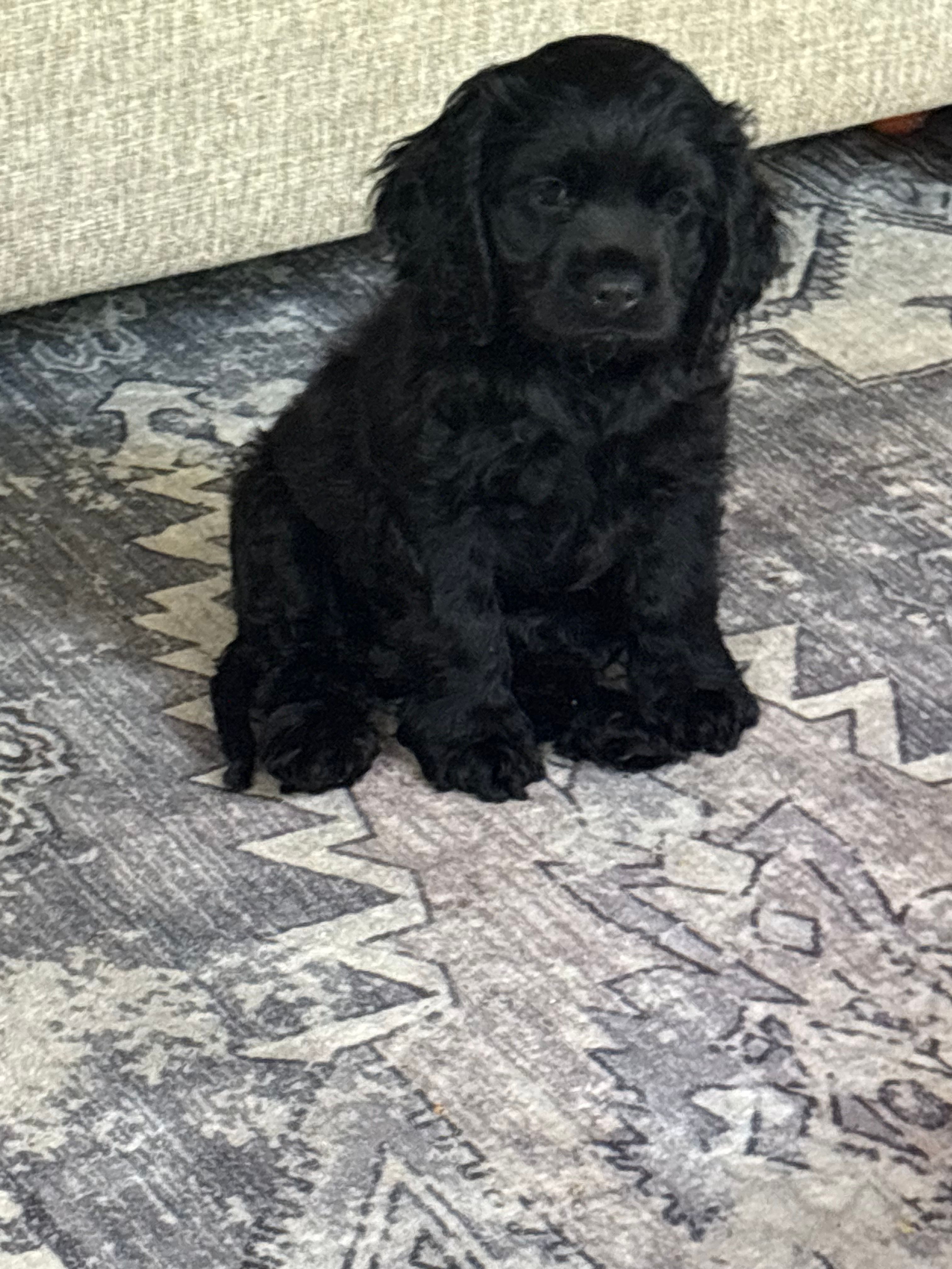 Billie  – Cocker Spaniel puppy for sale in Los Angeles, CA