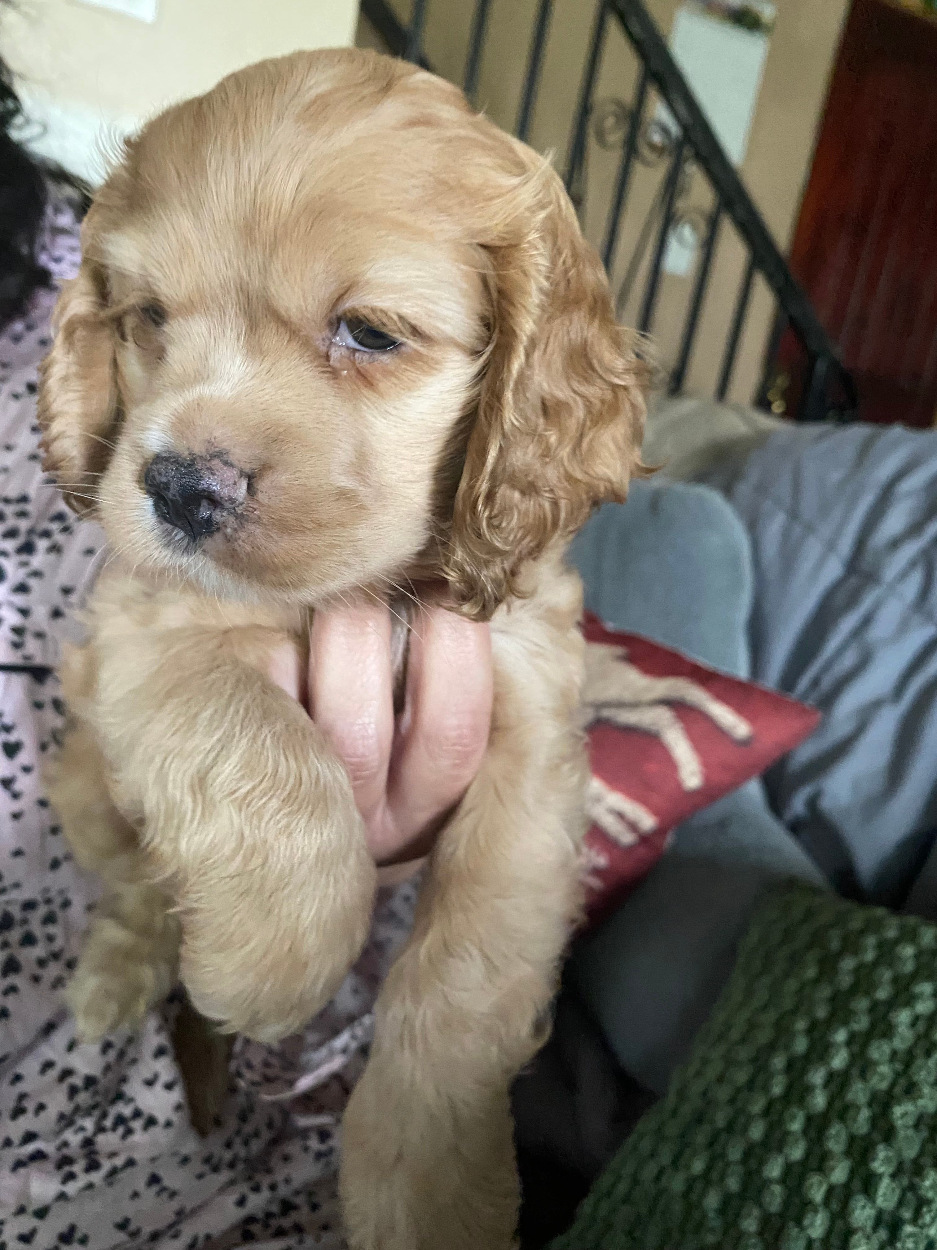 Bread & Butter  – Cocker Spaniel puppy for sale in Los Angeles, CA