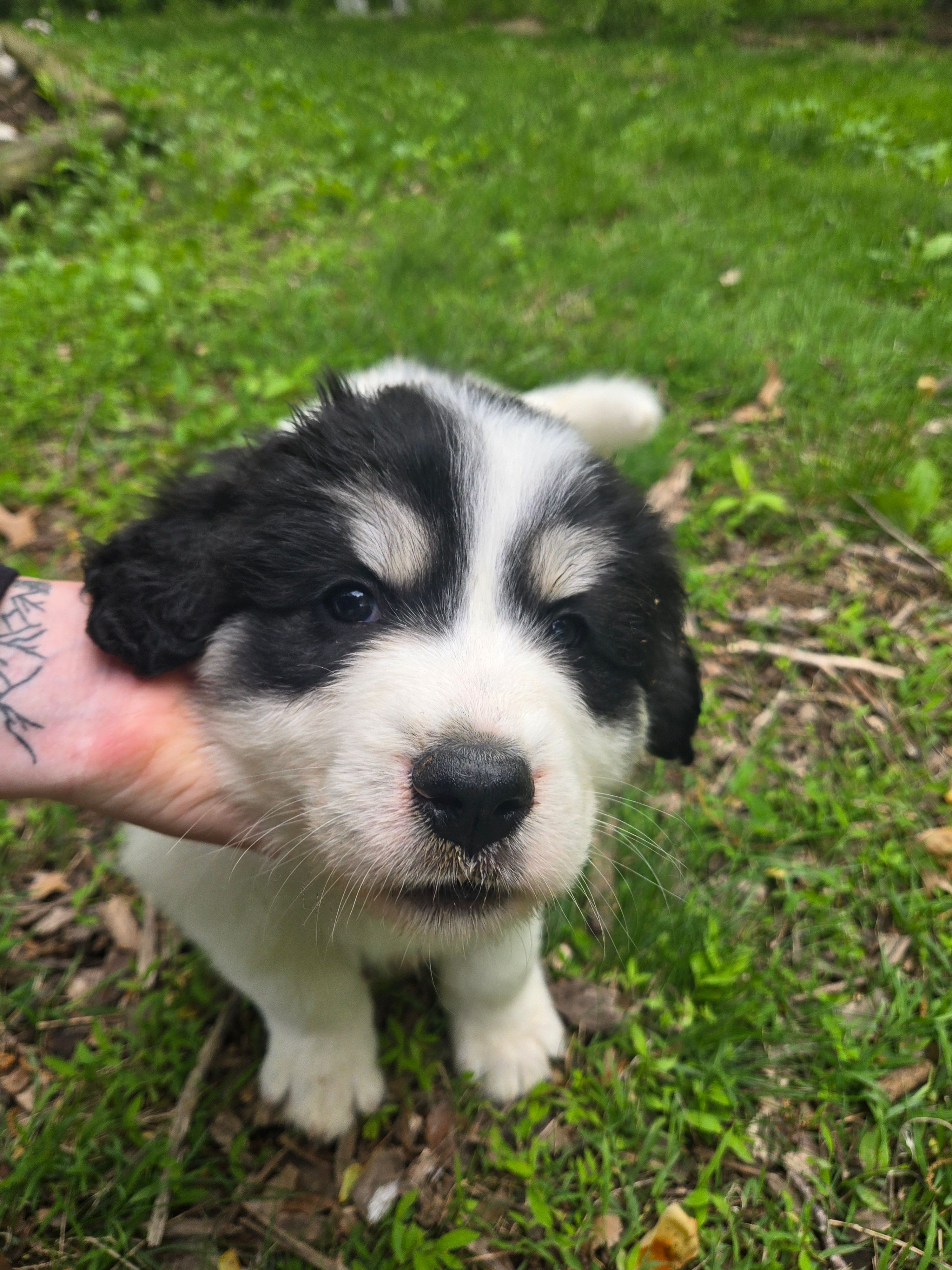 Everest - purple collar – Great Pyrenees puppy for sale in Martinsville, IN