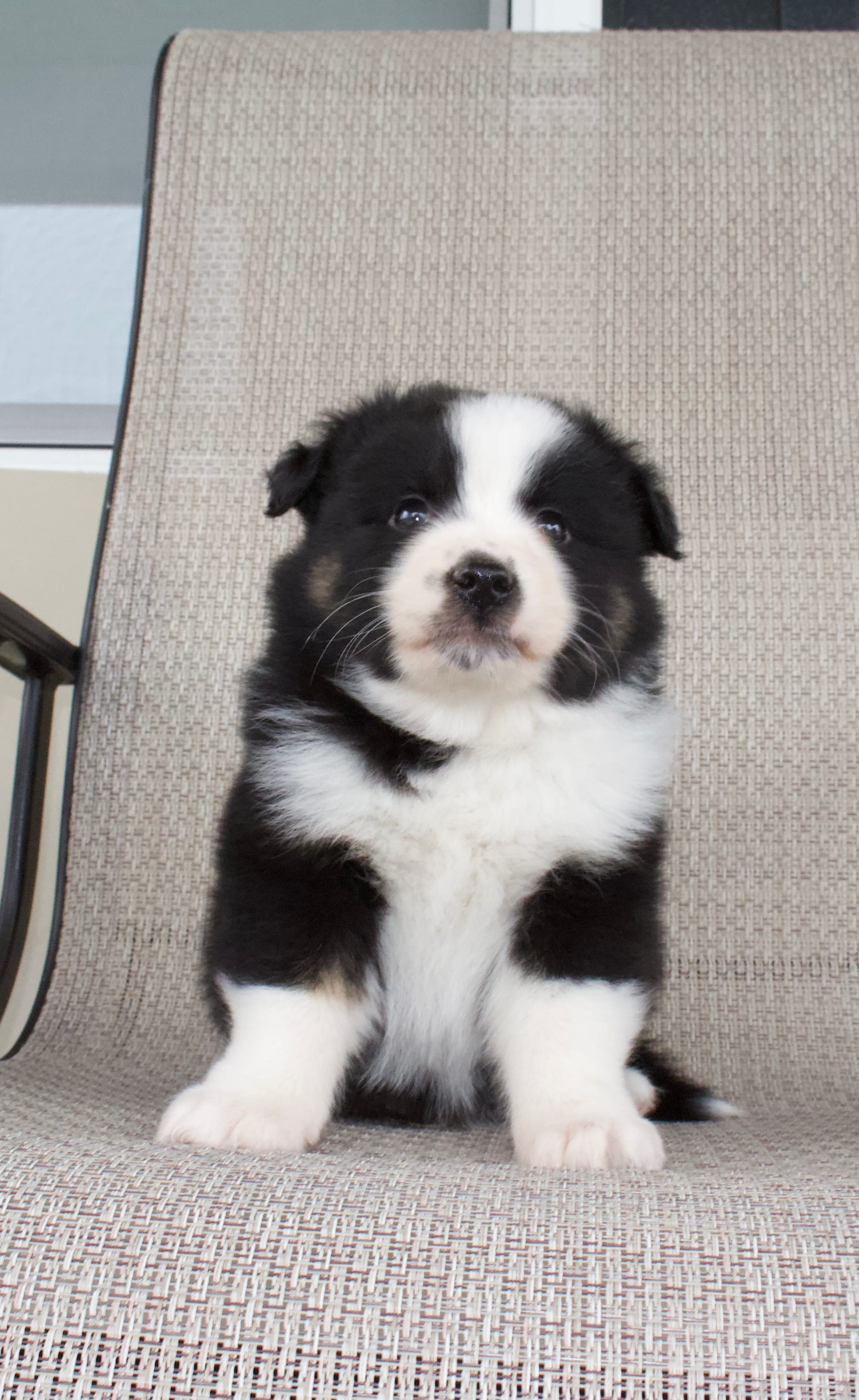 Max – Australian Shepherd puppy for sale in Burlington, MI