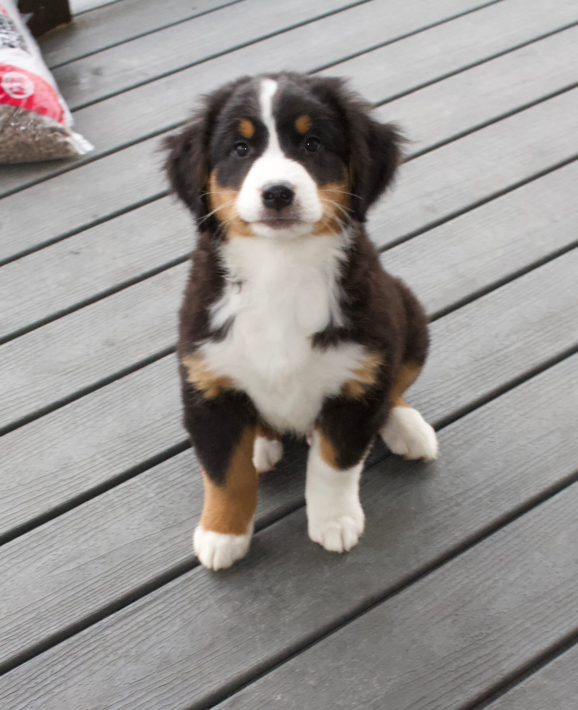 Ritchie  – Bernese Mountain Dog puppy for sale in Burlington, MI