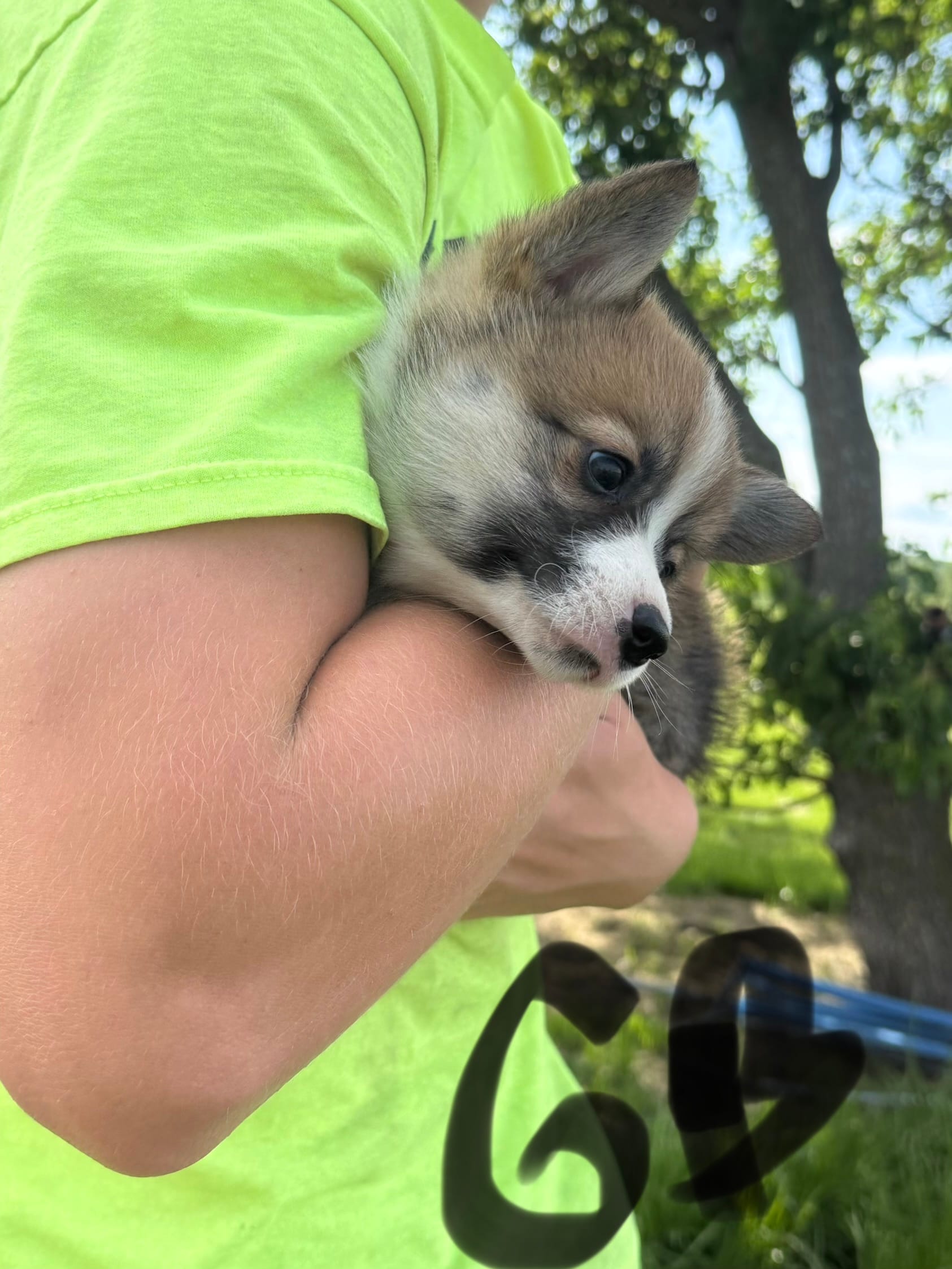 C- Green Boy – Cardigan Welsh Corgi, Pembroke Welsh Corgi puppy for sale in Bolivar, MO