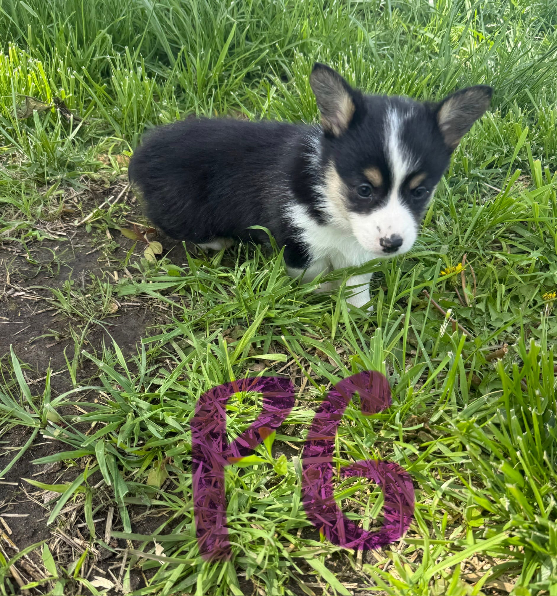 C- Purple Girl  – Cardigan Welsh Corgi, Pembroke Welsh Corgi puppy for sale in Bolivar, MO