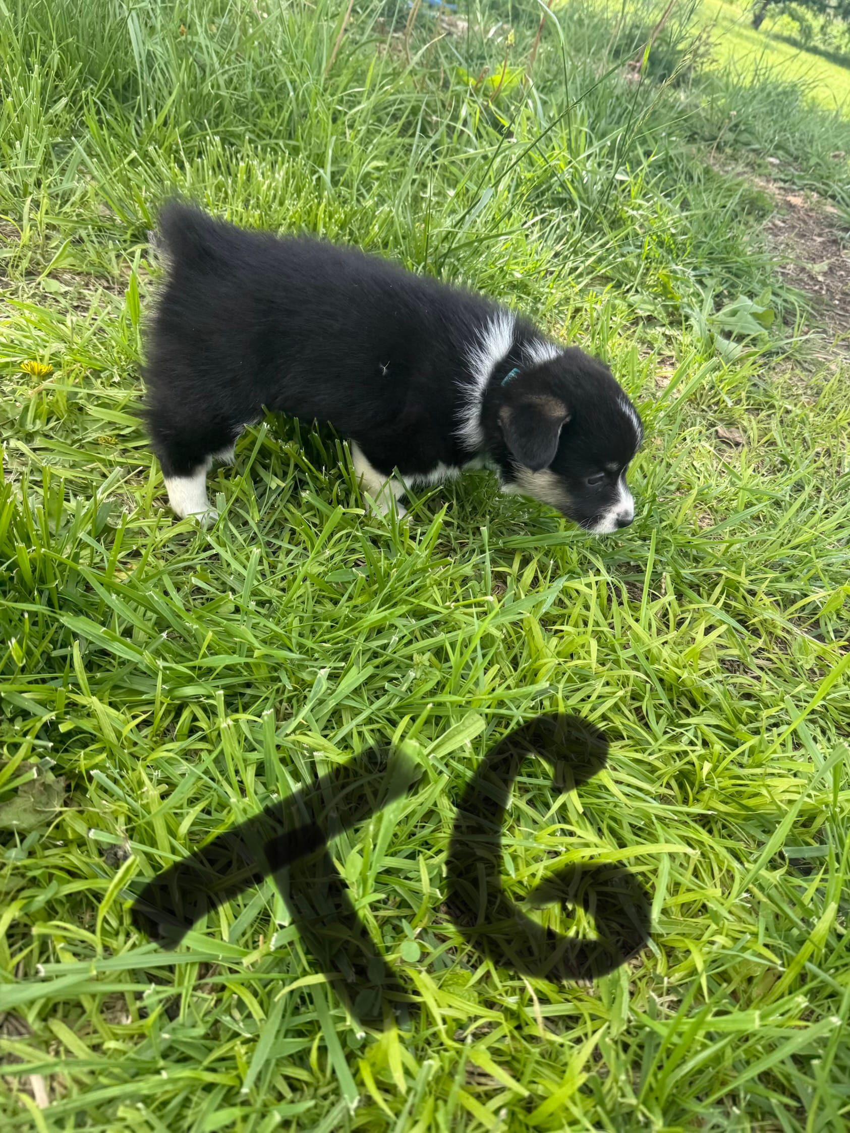 C-Teal Girl  – Cardigan Welsh Corgi, Pembroke Welsh Corgi puppy for sale in Bolivar, MO