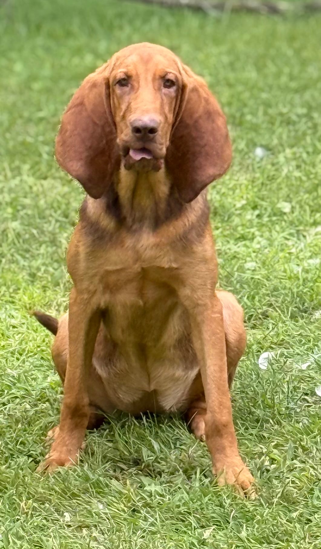 Whinnie  – Bloodhound puppy for sale in Bolivar, MO