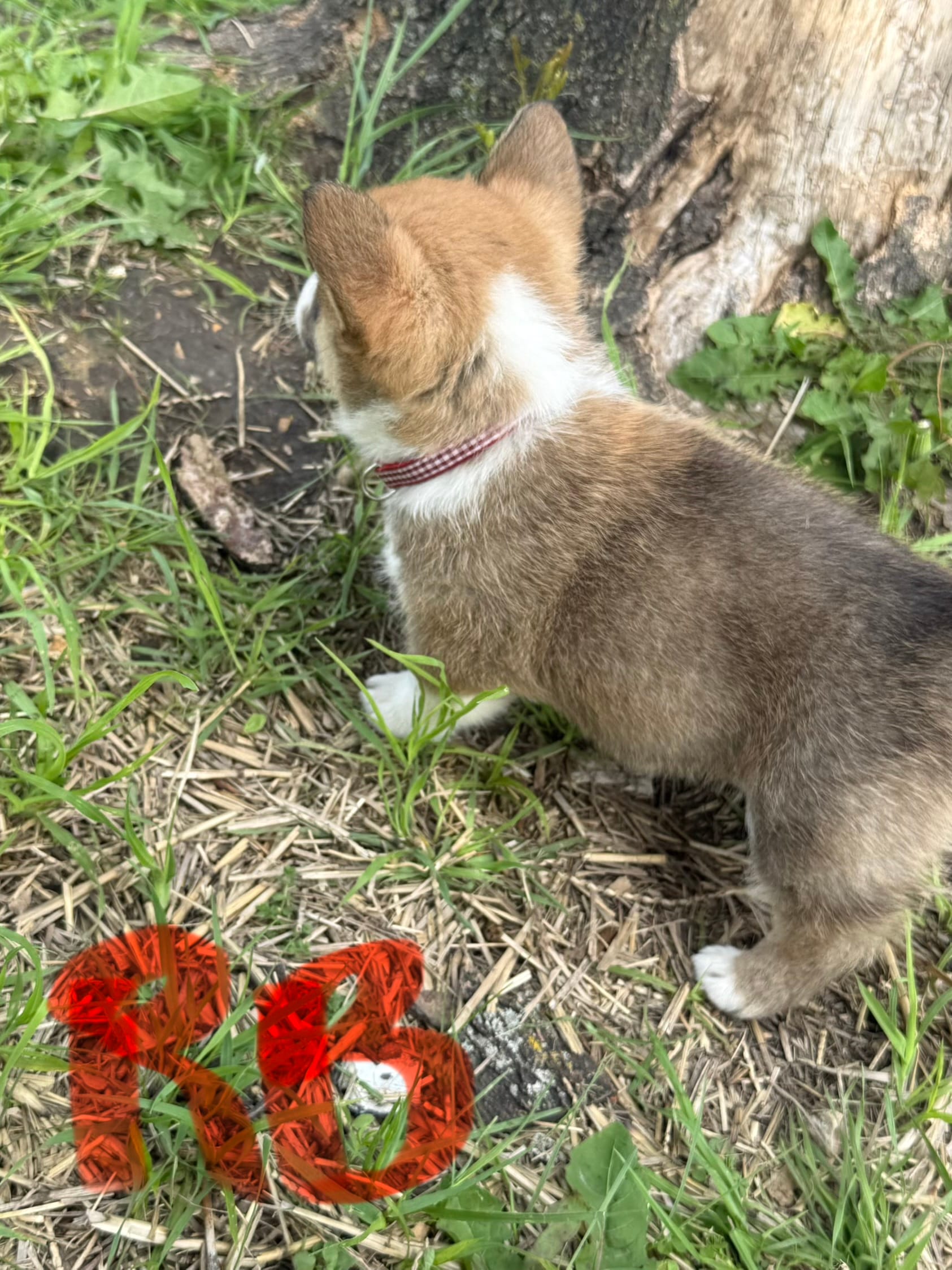 C- Red Boy – Cardigan Welsh Corgi, Pembroke Welsh Corgi puppy for sale in Bolivar, MO