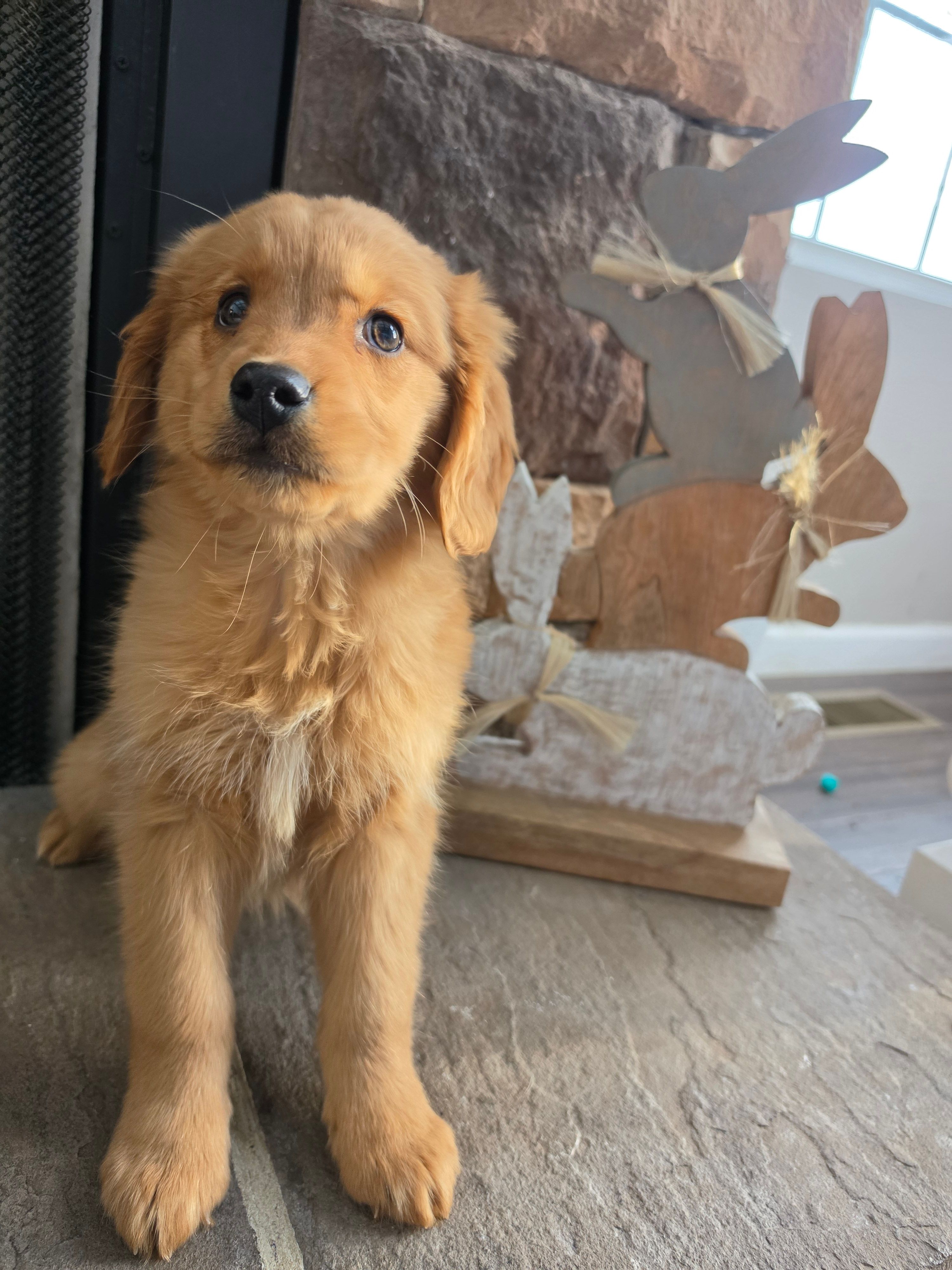 Honey – Goldendoodle puppy for sale in Sidney, OH