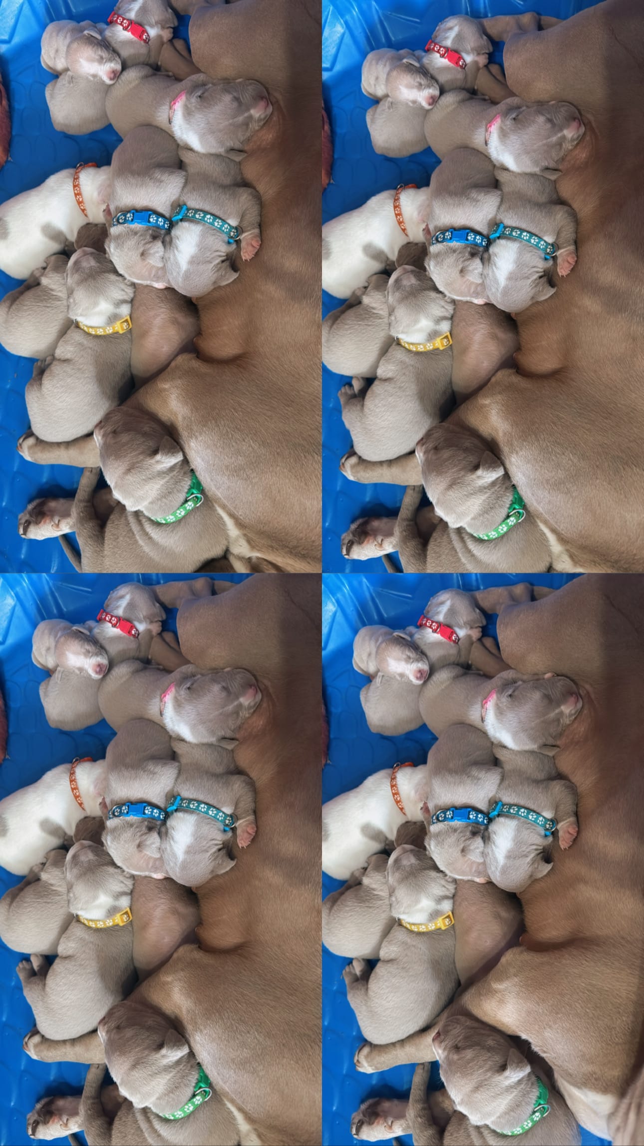 Puppies  – American Pit Bull Terrier puppy for sale in Los Angeles, CA