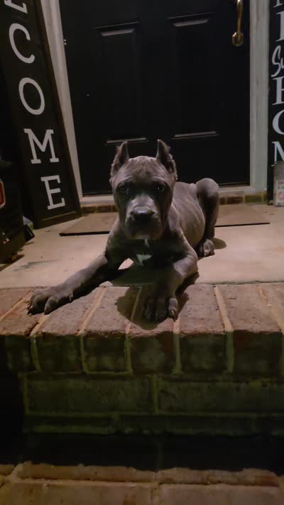 Diesel, a male Cane Corso for sale in Hephzibah, GA – 2 of 8