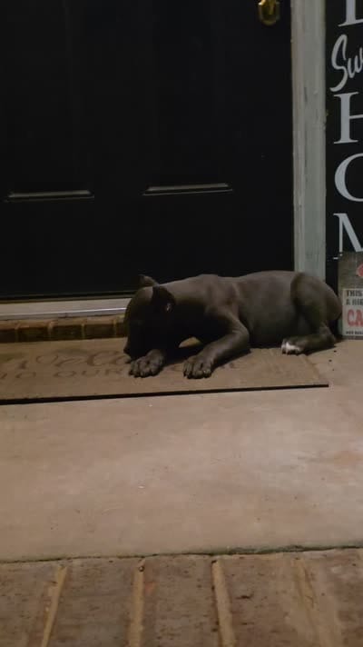 Titan, a male Cane Corso for sale in Hephzibah, GA – 2 of 8
