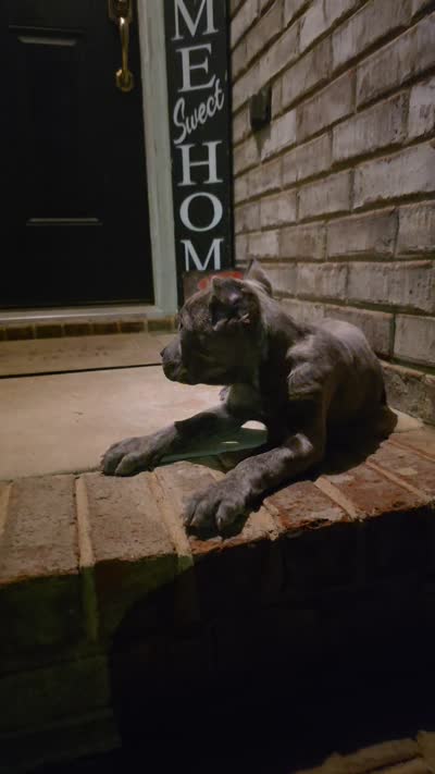 Luna, a female Cane Corso for sale in Hephzibah, GA – 2 of 8