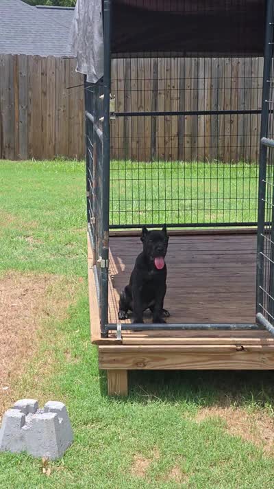 Nyx, a female Cane Corso for sale in Hephzibah, GA – 2 of 7