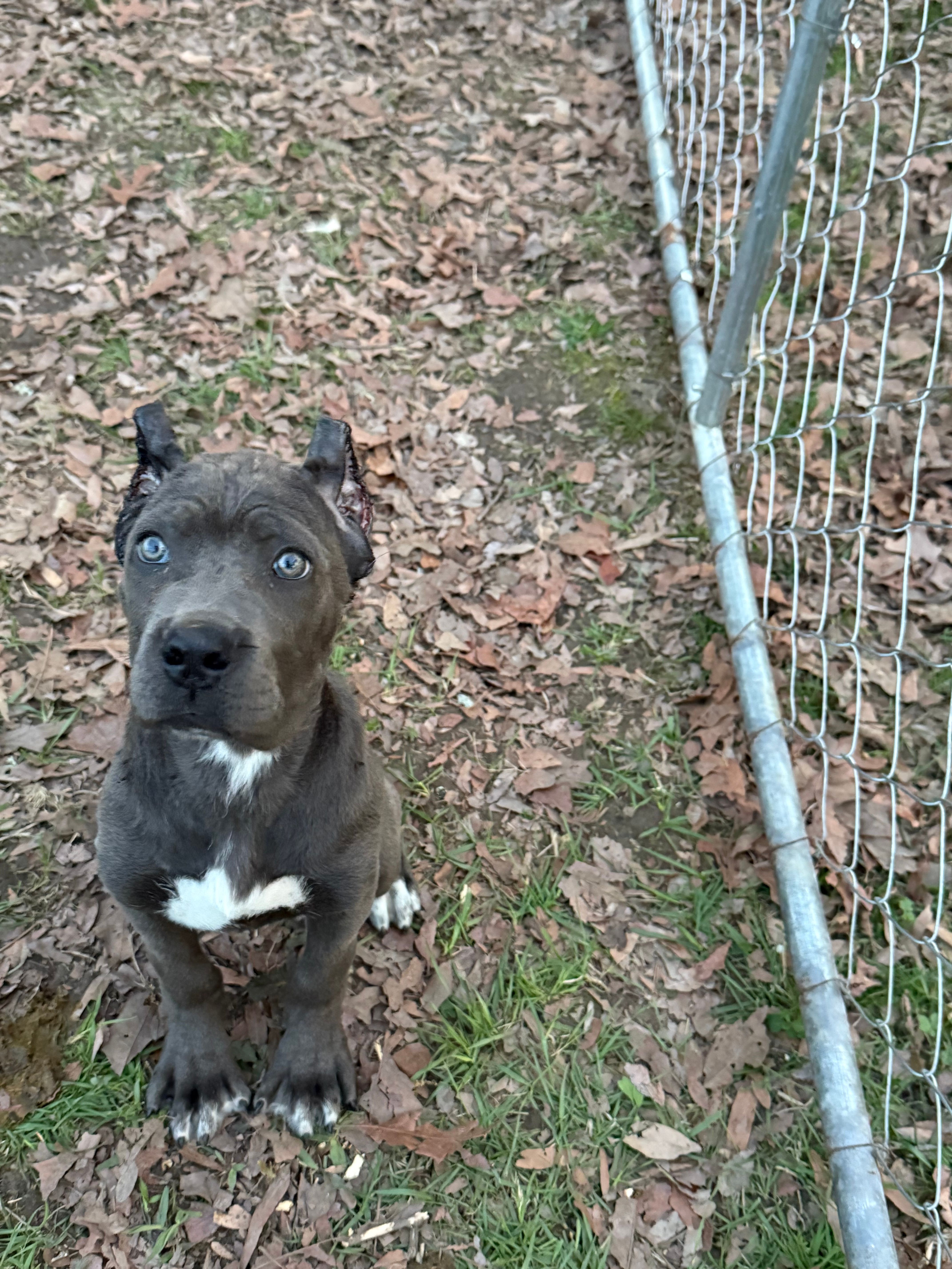 Daisy – Cane Corso puppy for sale in Trinity, NC
