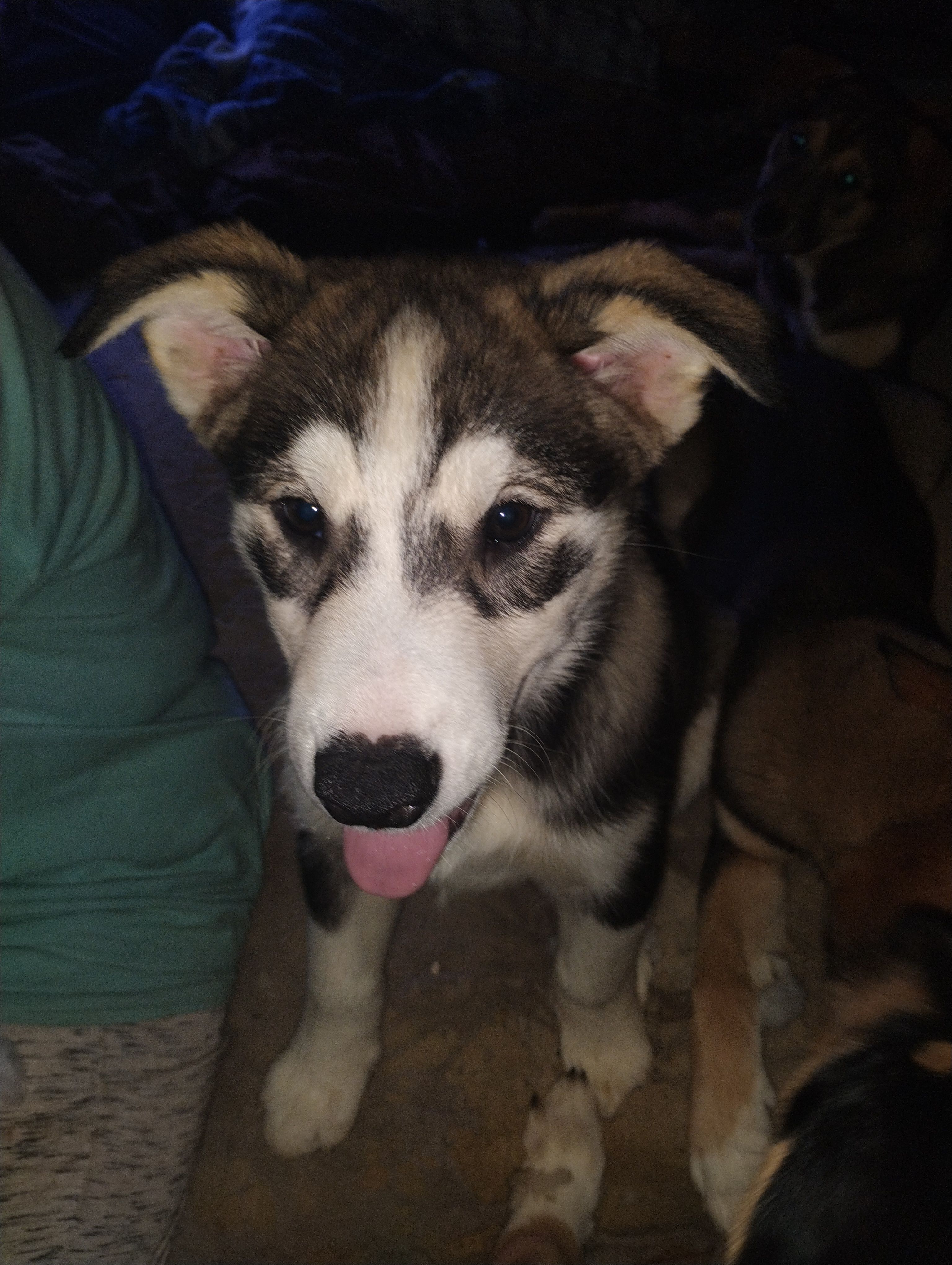 Spot – Siberian Husky, Bloodhound puppy for sale in Vancouver, WA