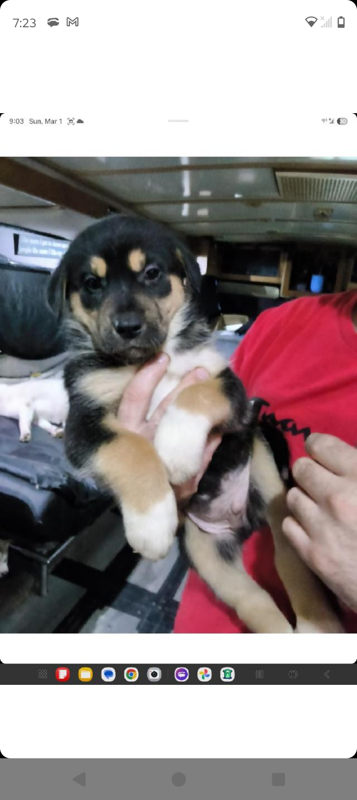 Toe Bean, a male Siberian Husky and Bloodhound for sale in Vancouver, WA – Photo 5 of 5