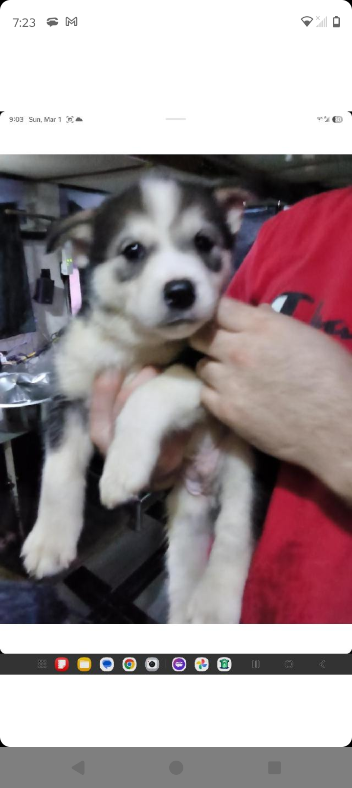 Spot, a male Siberian Husky and Bloodhound for sale in Vancouver, WA – Photo 3 of 3