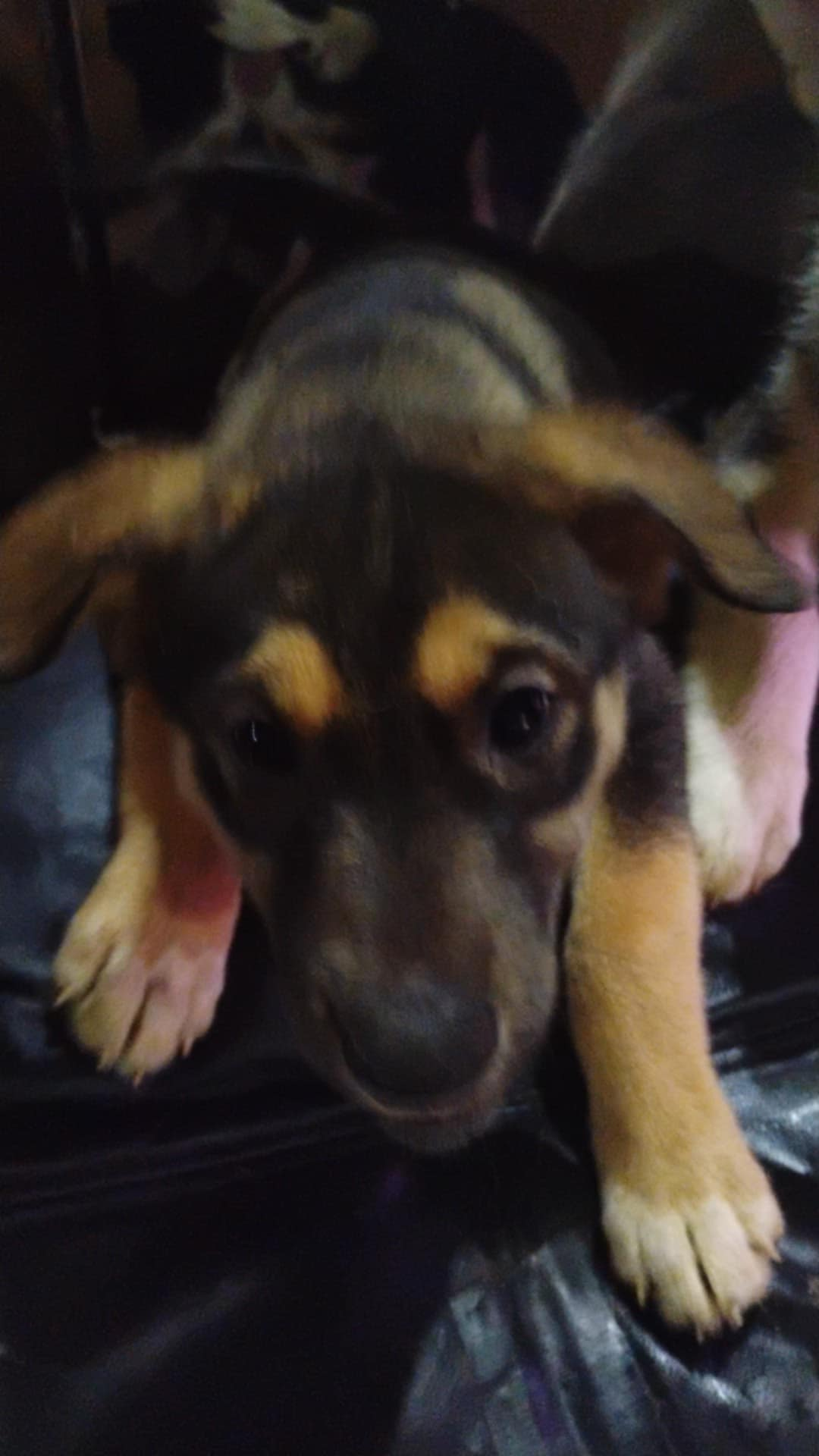 Clippy, a female Siberian Husky and Bloodhound for sale in Vancouver, WA – Photo 2 of 2