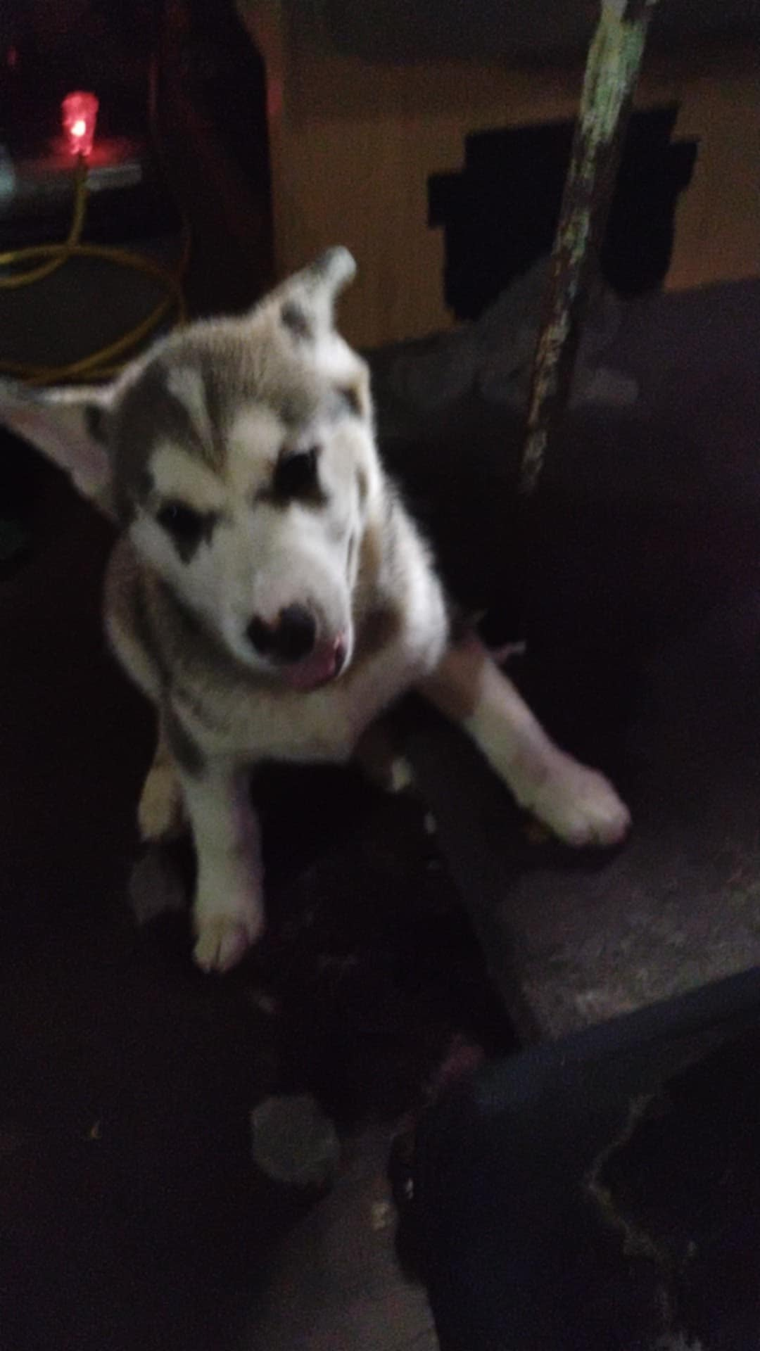 Fawny Girl, a female Siberian Husky and Bloodhound for sale in Vancouver, WA – Photo 2 of 4