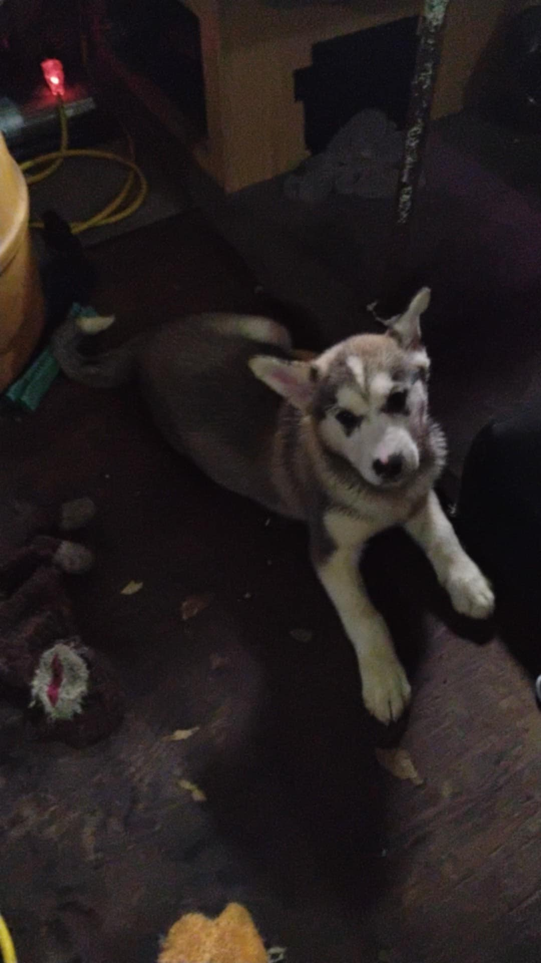 Fawny Girl, a female Siberian Husky and Bloodhound for sale in Vancouver, WA – Photo 3 of 4