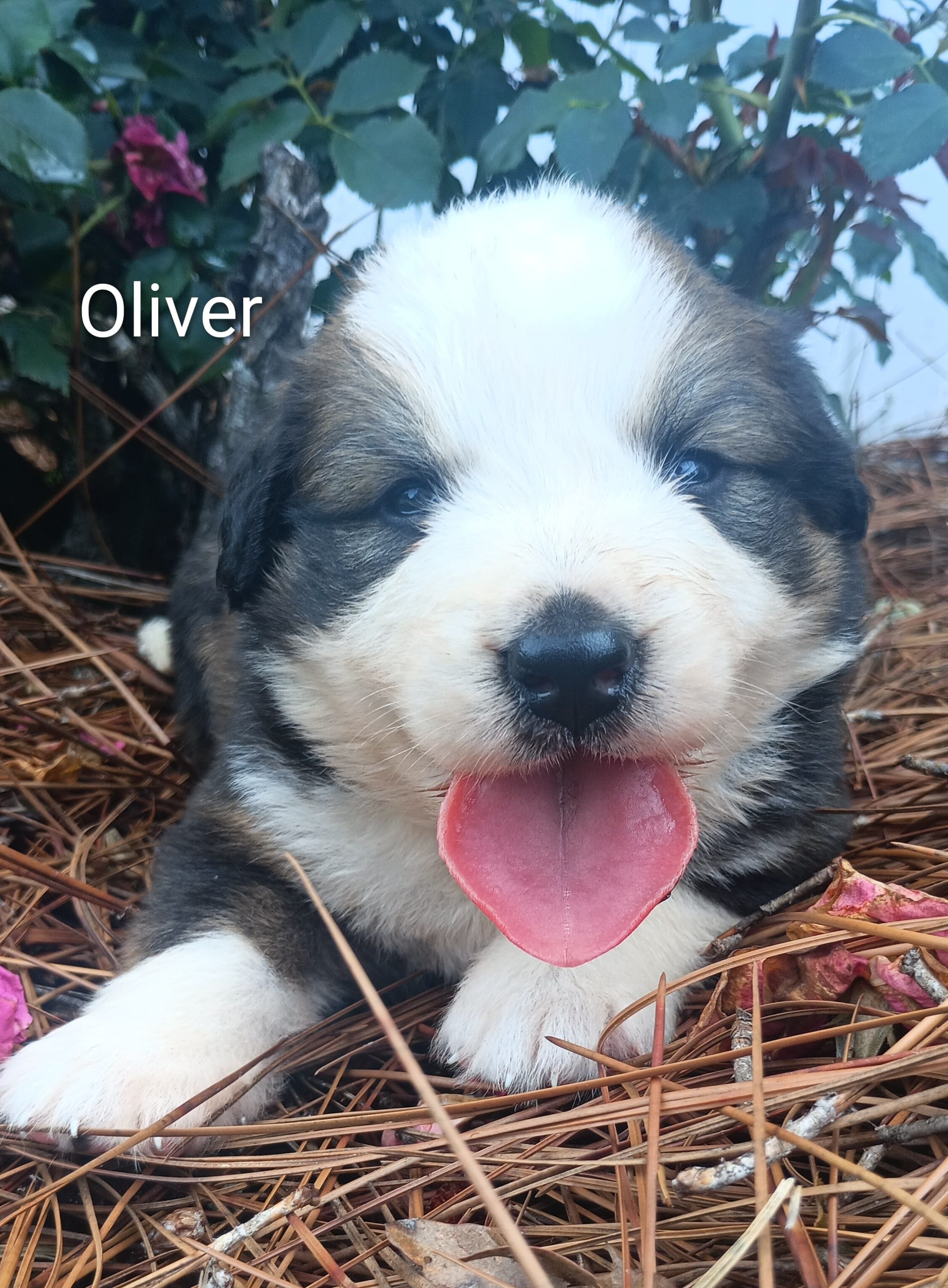 Oliver – Bernese Mountain Dog puppy for sale in Blackville, SC