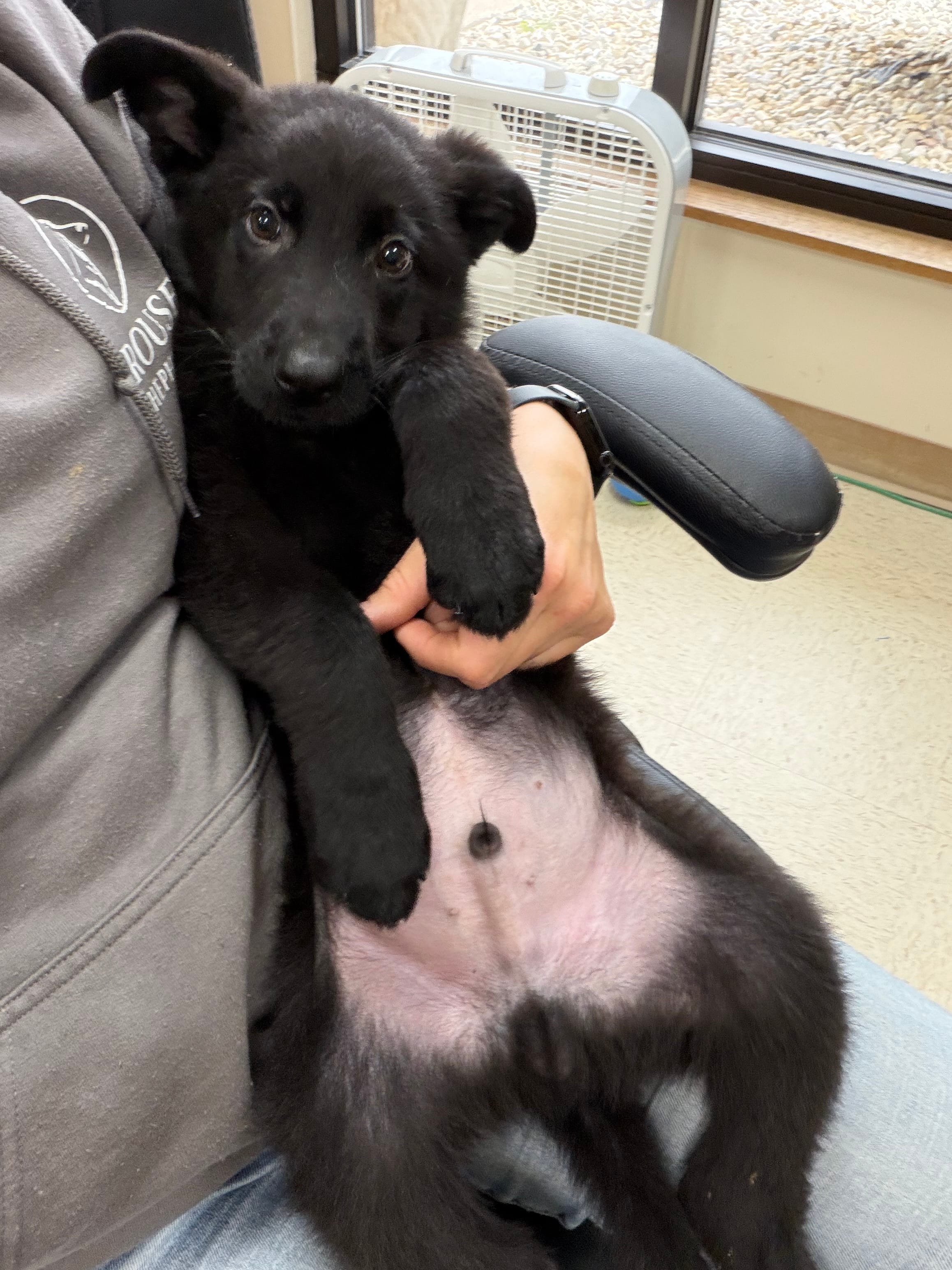 Red  – German Shepherd Dog puppy for sale in Rockford, OH