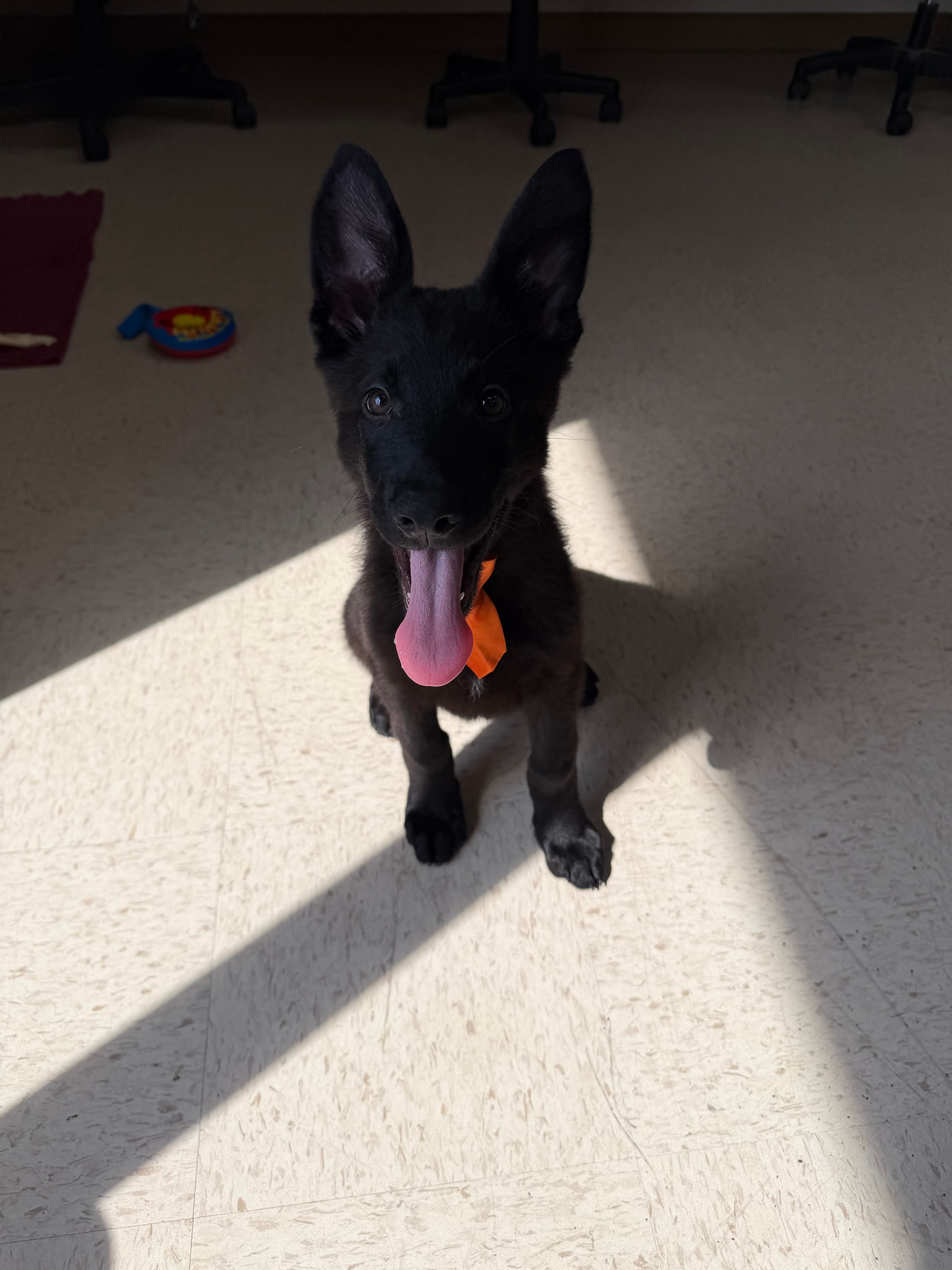 Chase – German Shepherd Dog puppy for sale in Rockford, OH