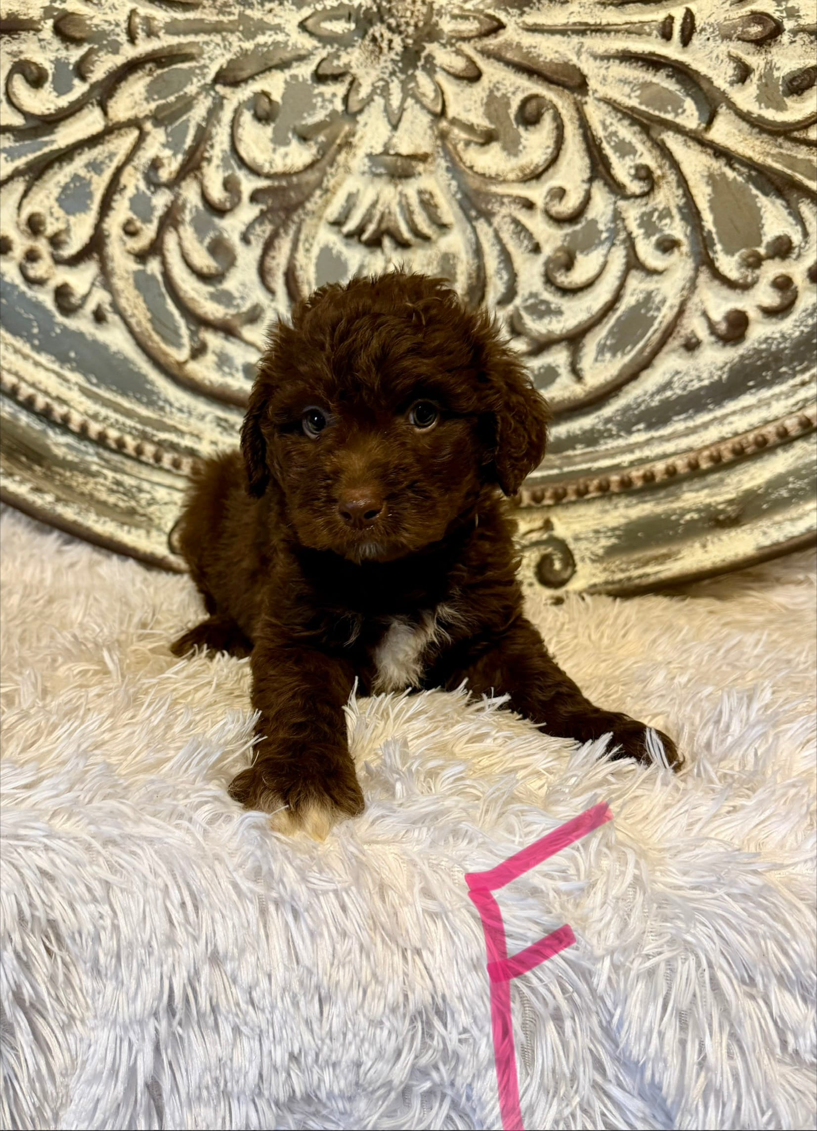 Aussiedoodle- Pink Collar  – Aussiedoodle puppy for sale in Hope, AR