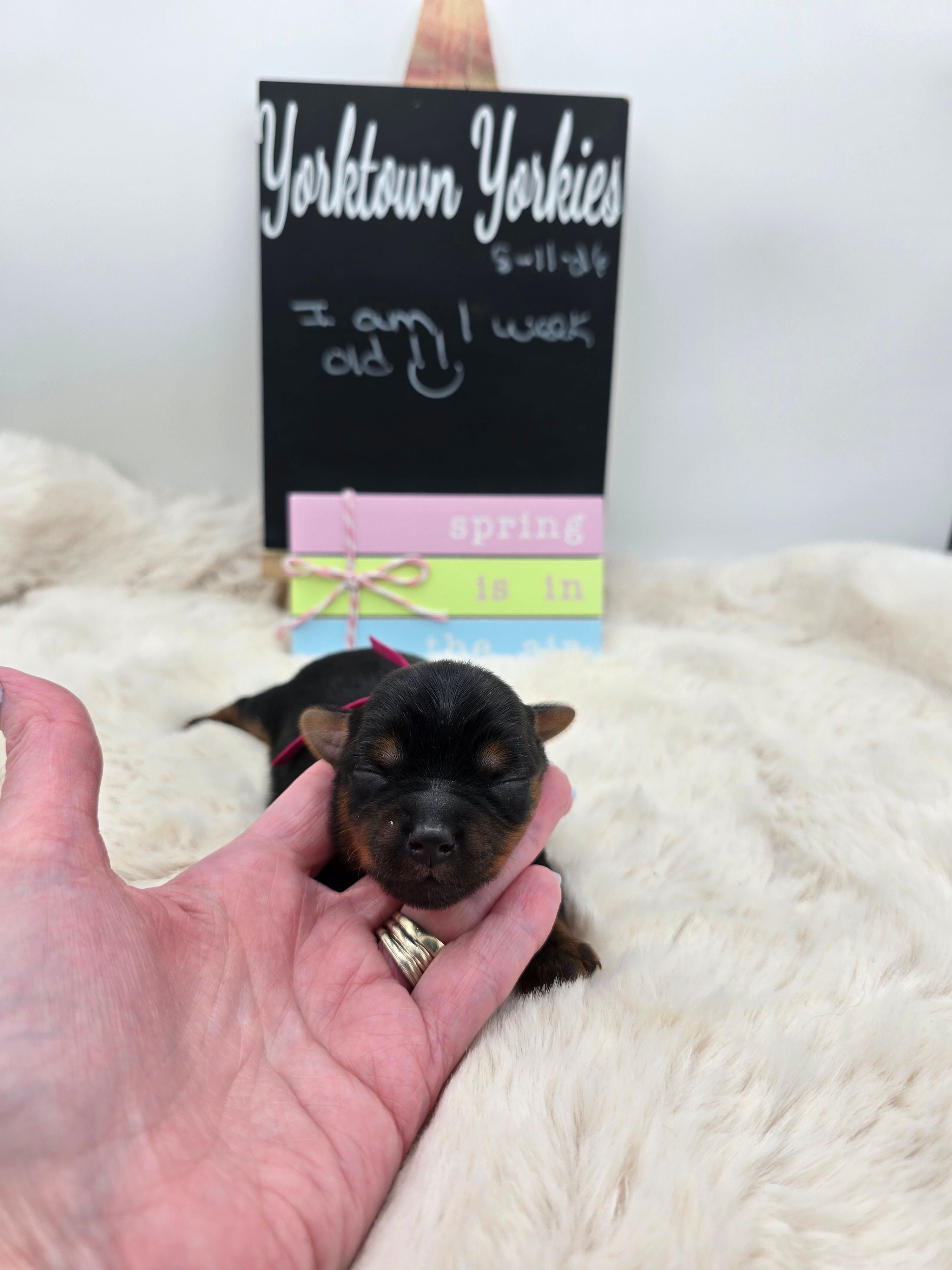 Lilly – Yorkshire Terrier puppy for sale in Belleville, IL
