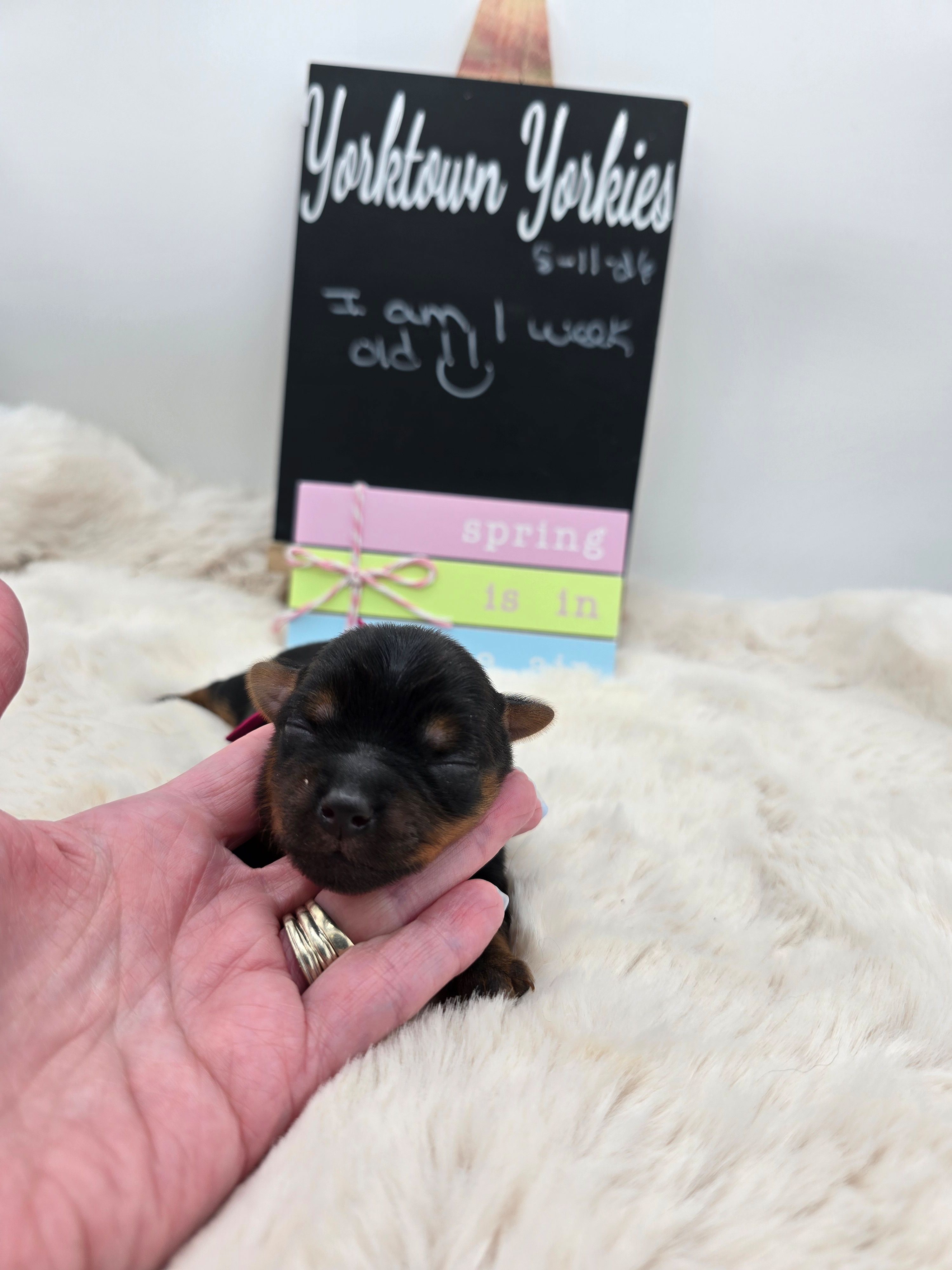 Lilly, a female Yorkshire Terrier for sale in Belleville, IL – 3 of 3