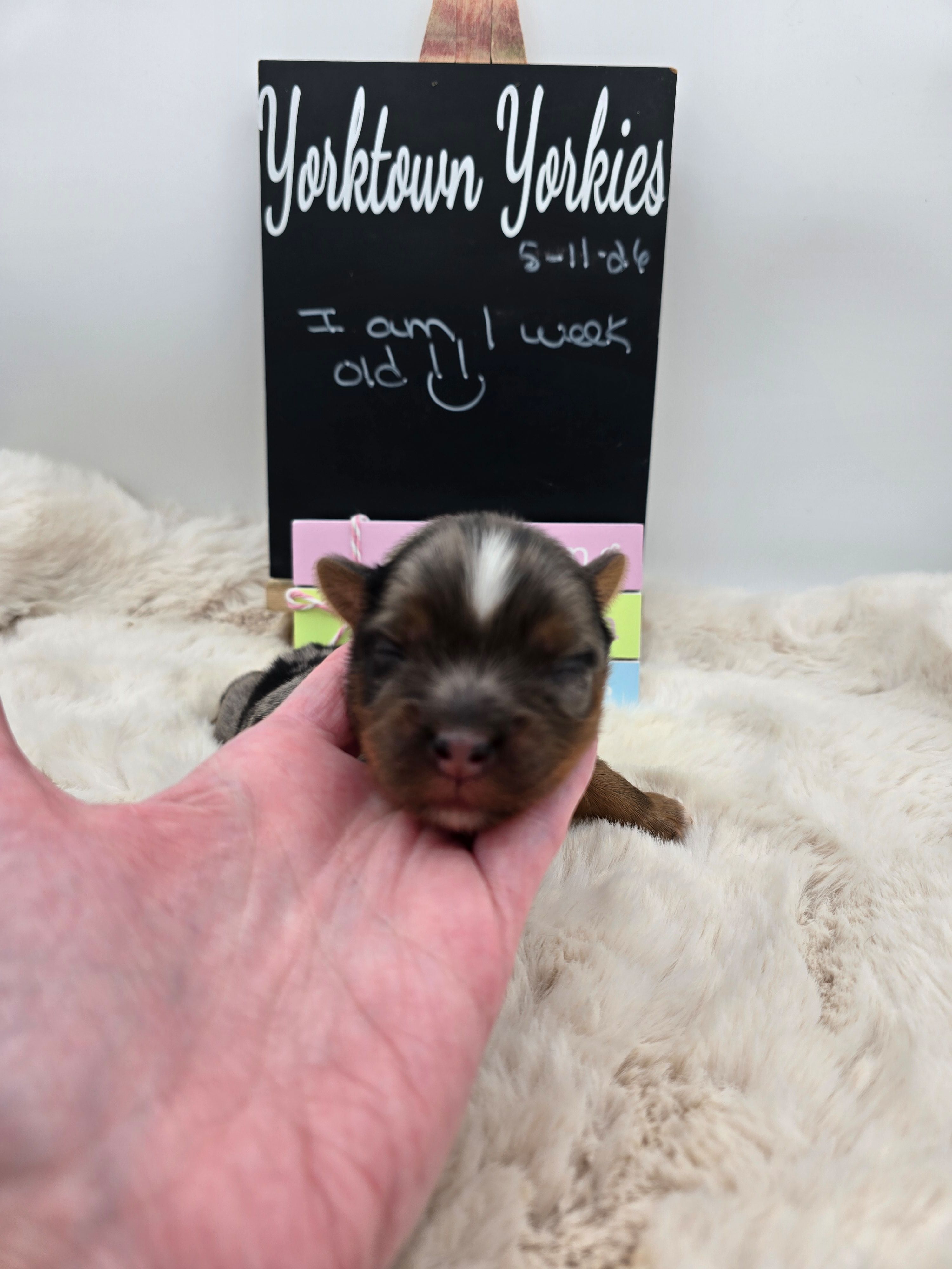 Marley – Yorkshire Terrier puppy for sale in Belleville, IL
