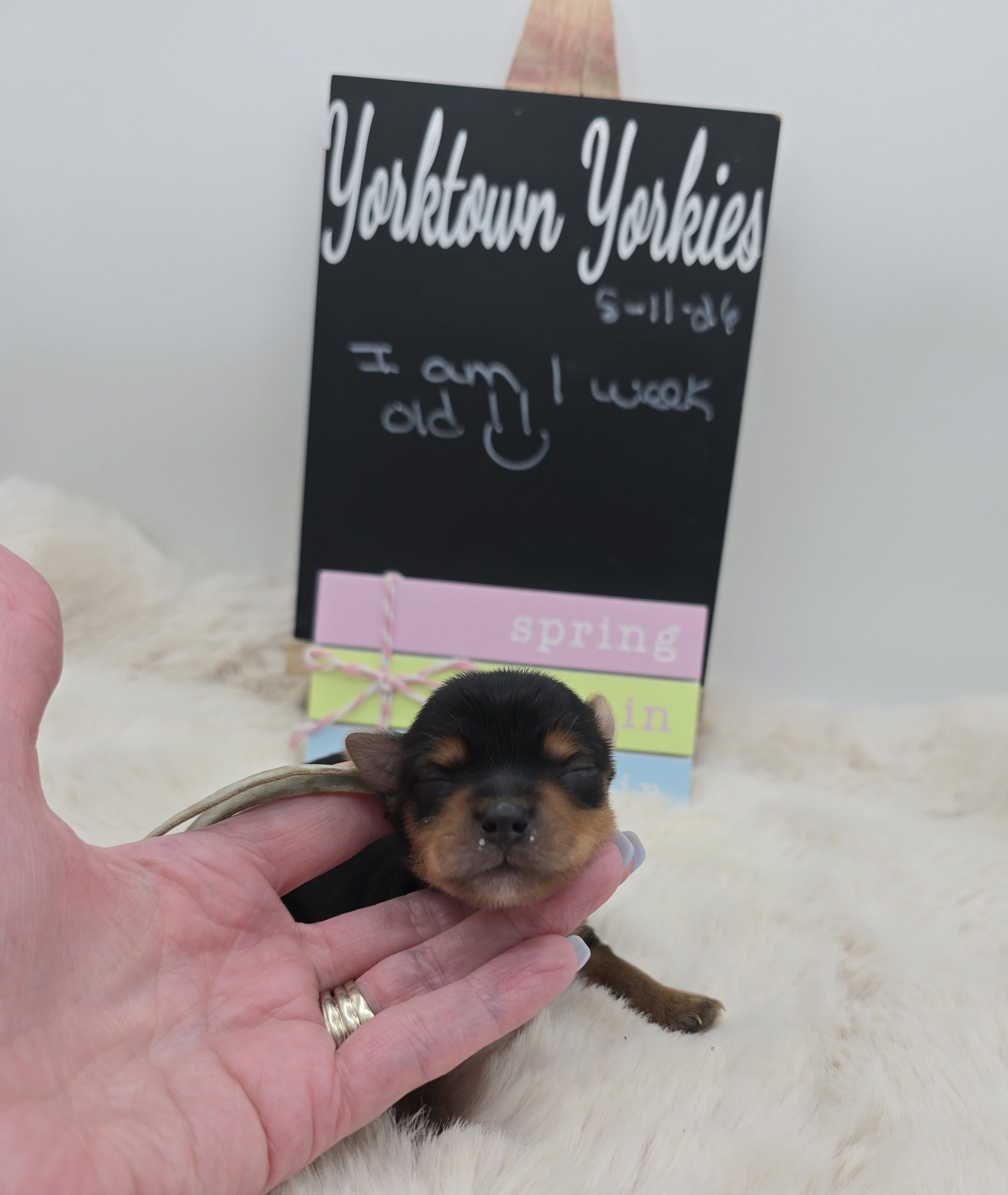 Louie – Yorkshire Terrier puppy for sale in Belleville, IL