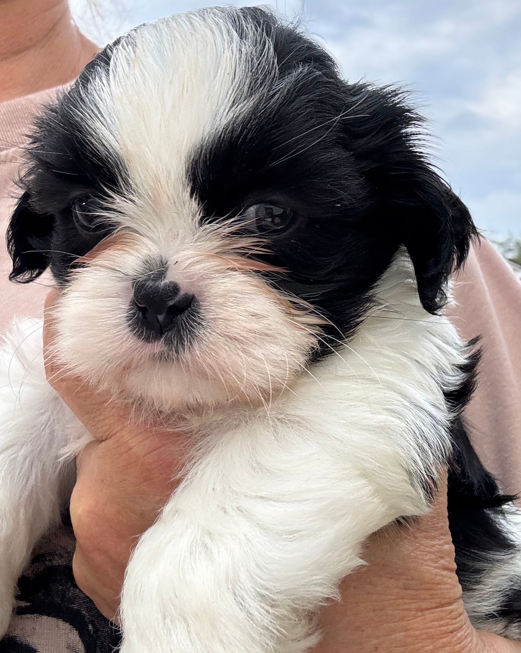 Romper – Shih Tzu puppy for sale in Oviedo, FL