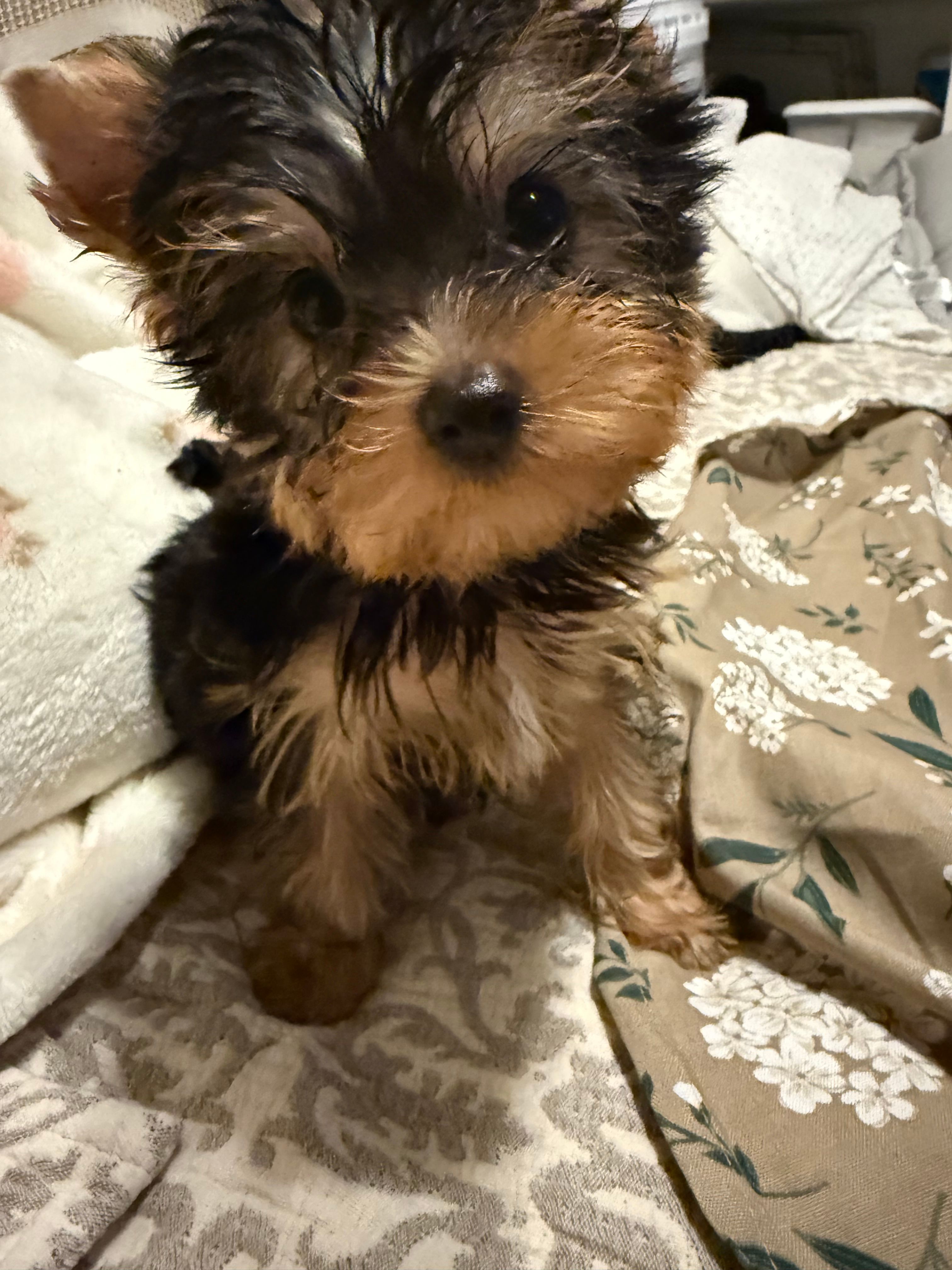Kiki pending – Yorkshire Terrier puppy for sale in Pensacola, FL