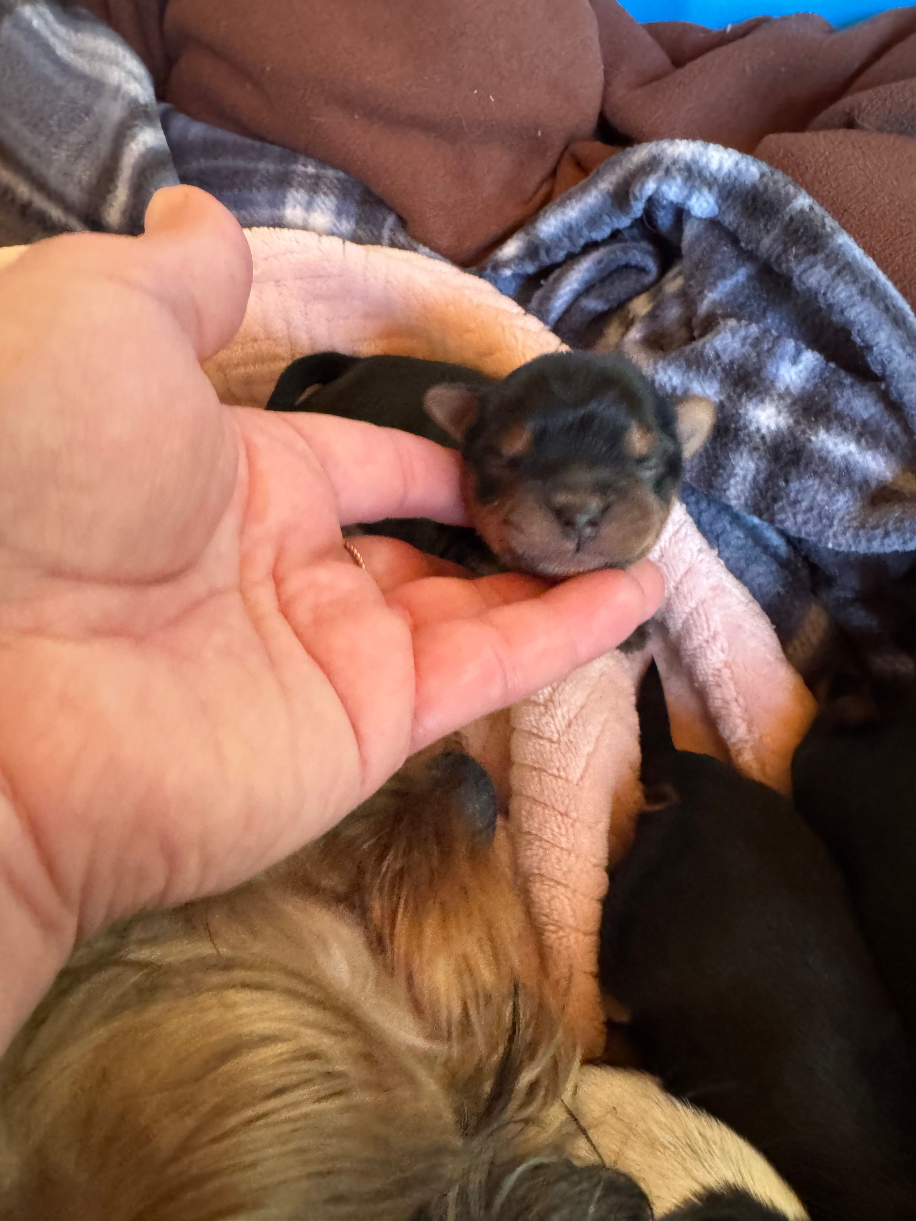Male  – Yorkshire Terrier puppy for sale in Cornville, ME
