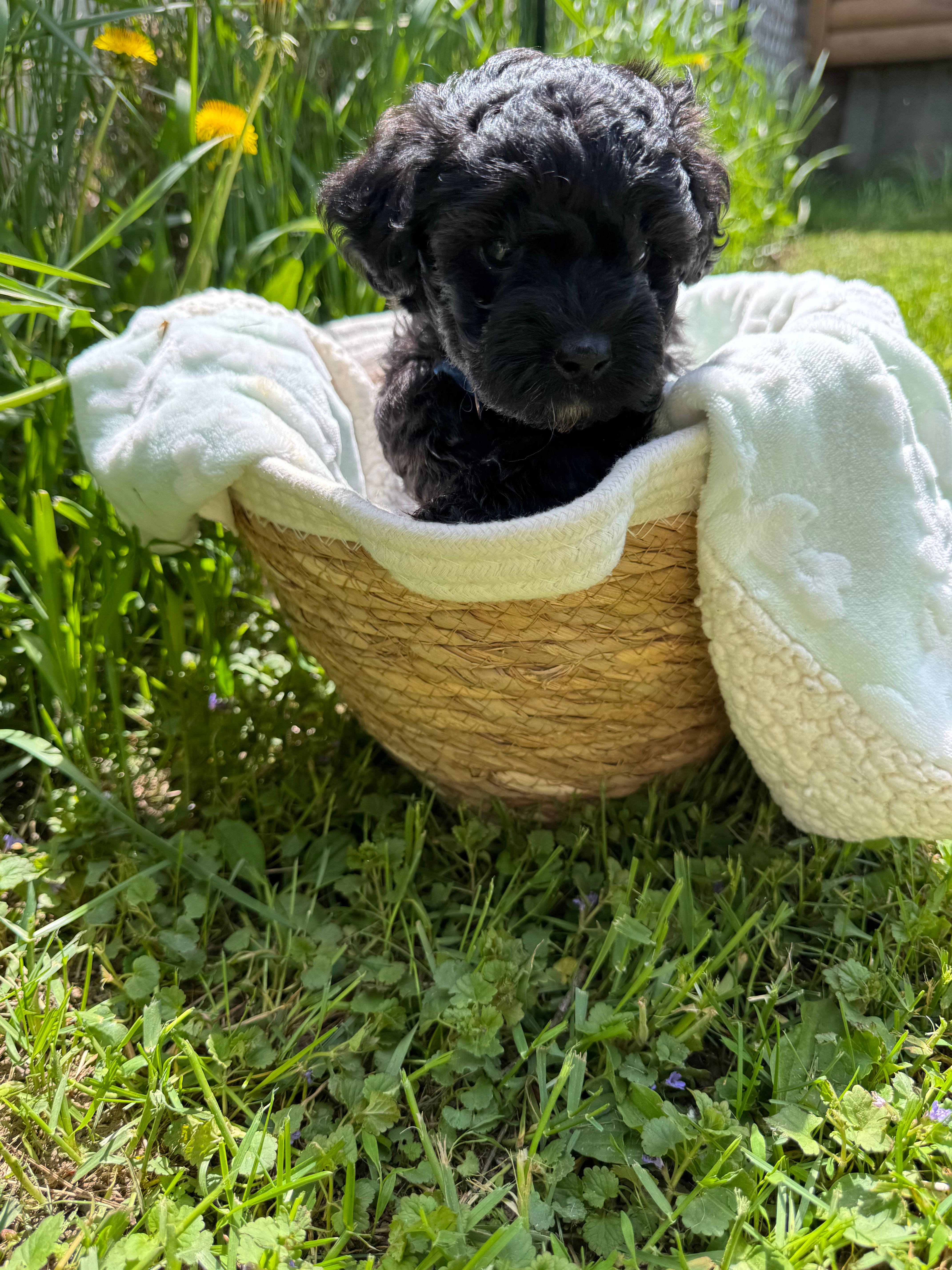 Evies boy blue  – Yorkipoo puppy for sale in Cornville, ME