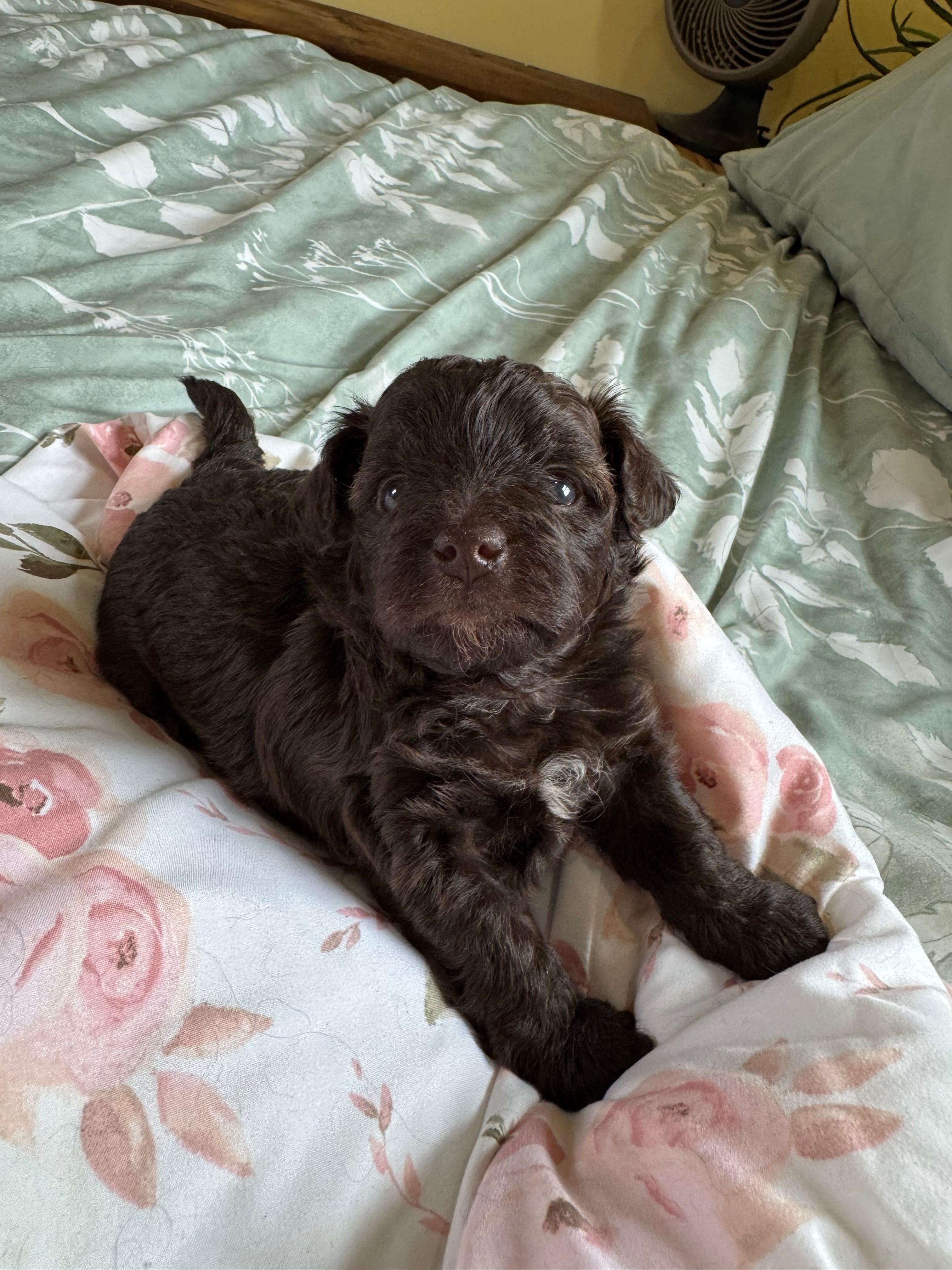 Chocolate female  – Yorkipoo puppy for sale in Cornville, ME