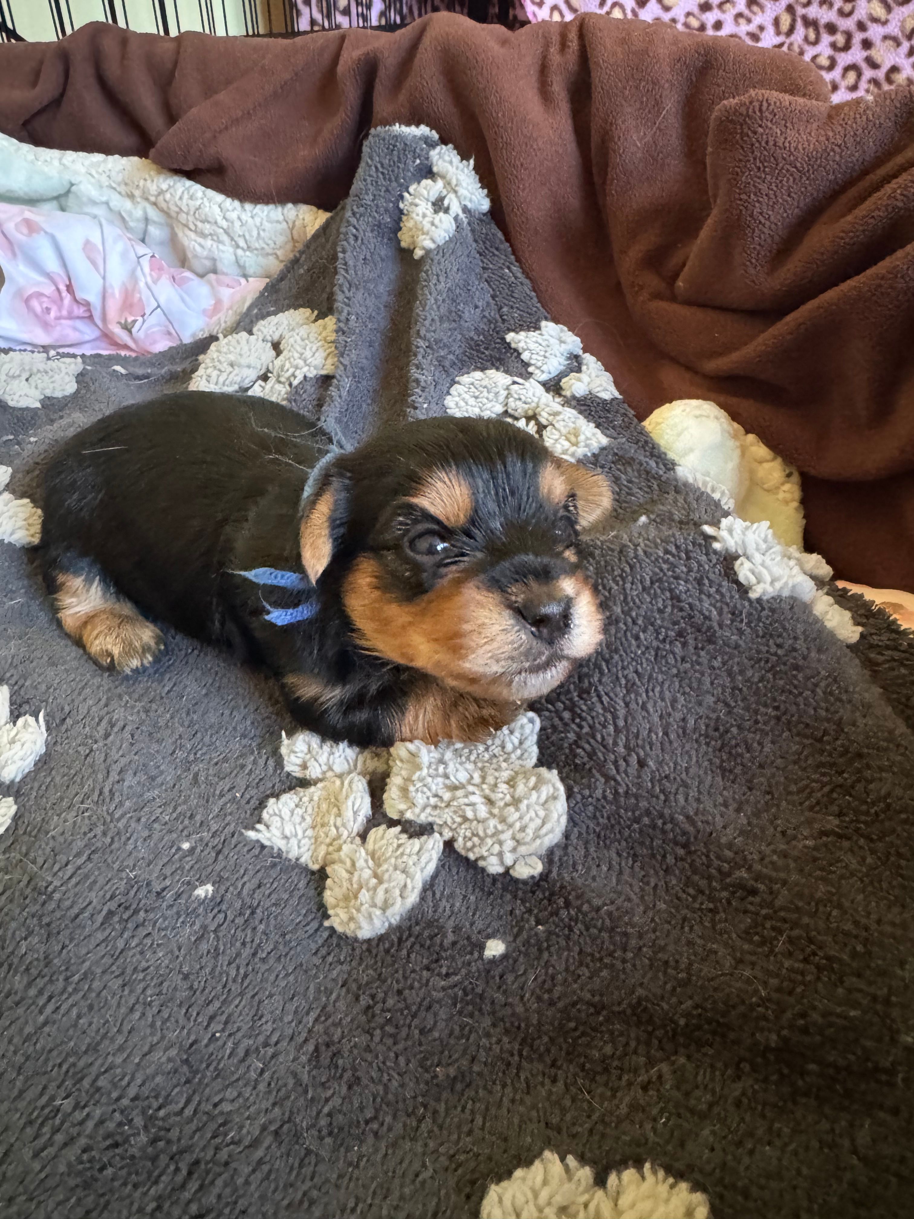 Blue collar – Yorkshire Terrier puppy for sale in Cornville, ME