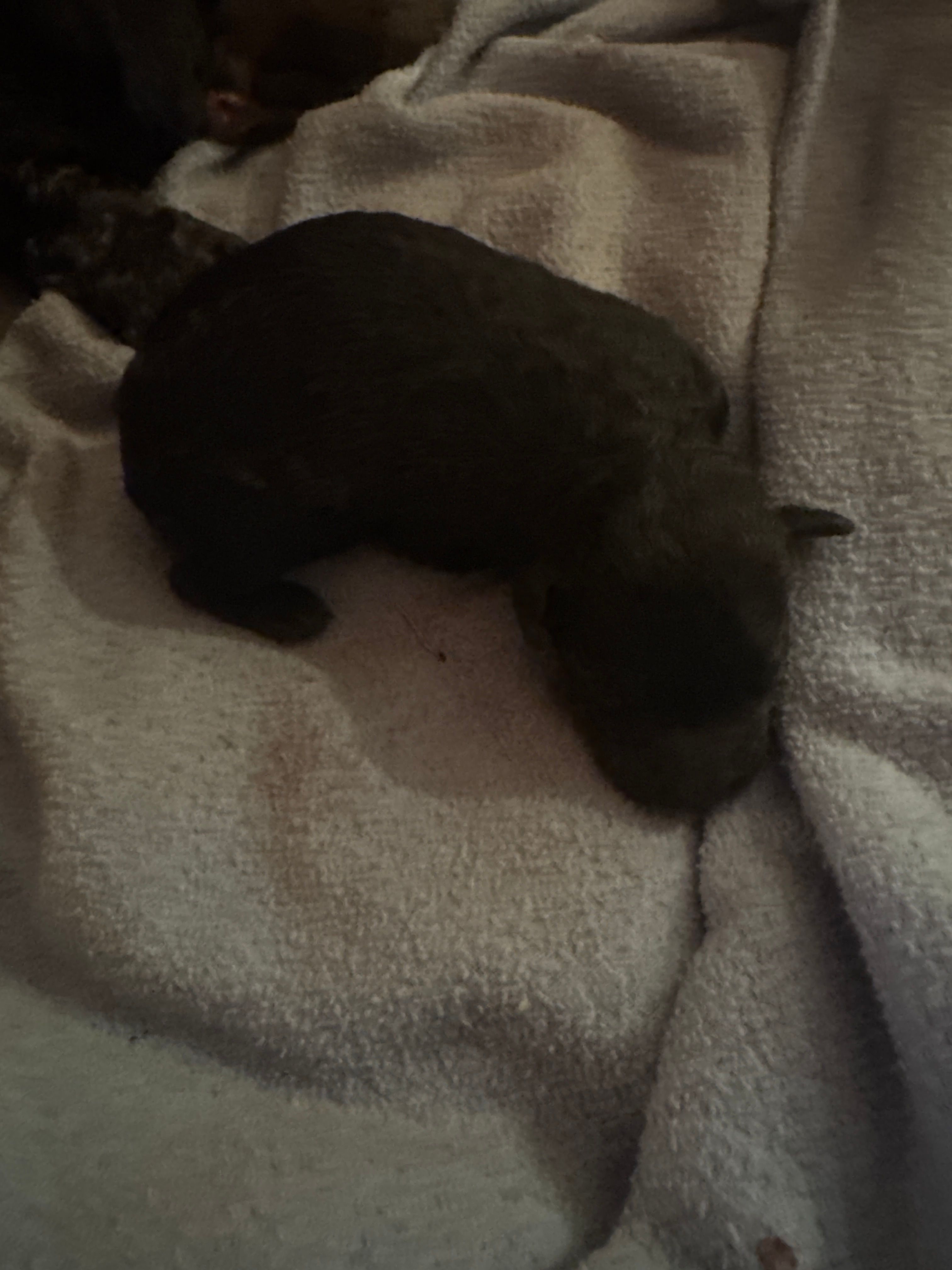 Male 3  – Yorkipoo puppy for sale in Cornville, ME