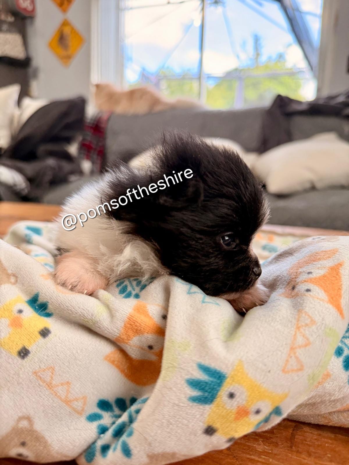 Balin – Pomeranian puppy for sale in Boca Raton, FL