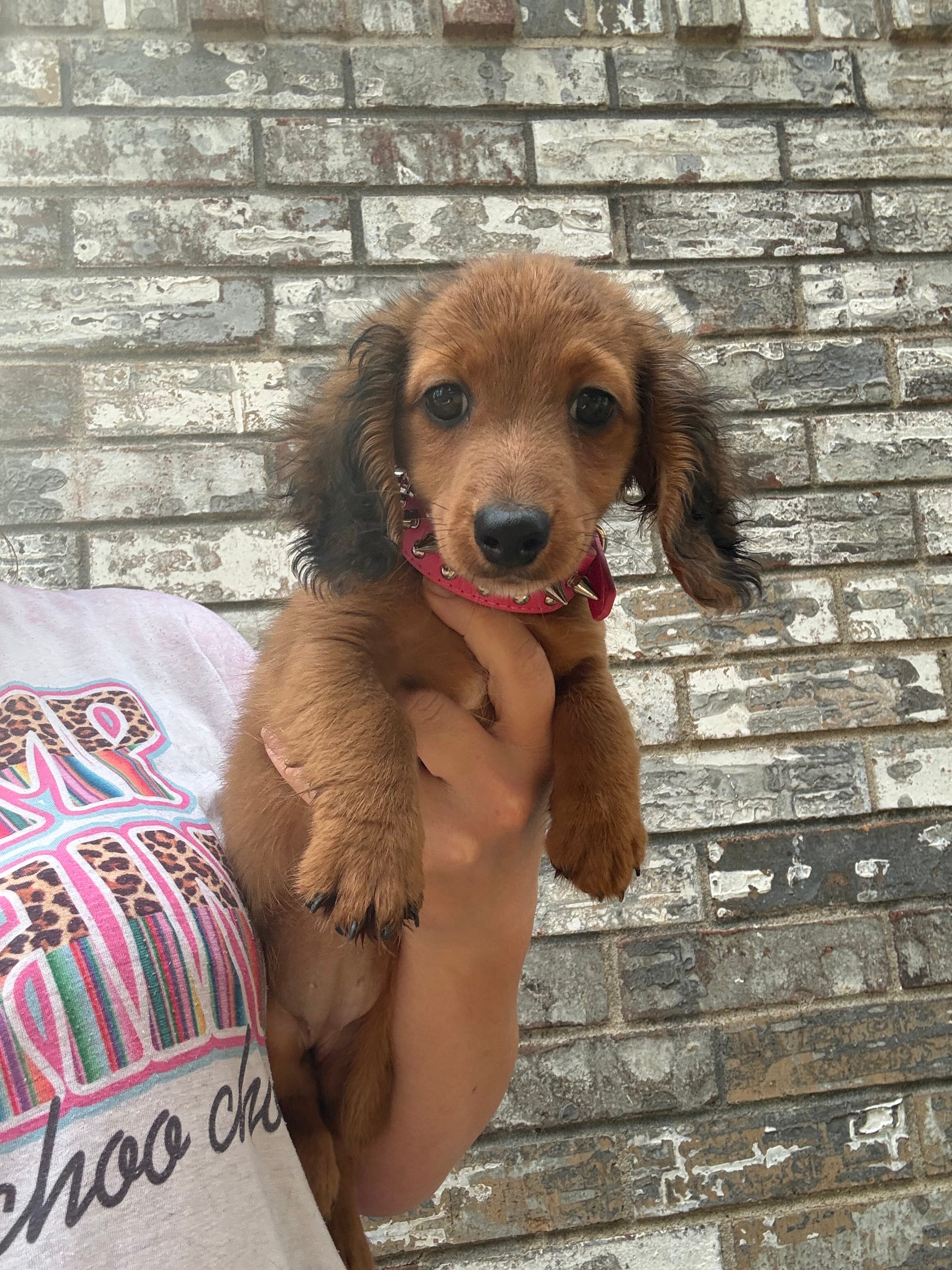 Reba – Miniature Dachshund puppy for sale in Paris, TX