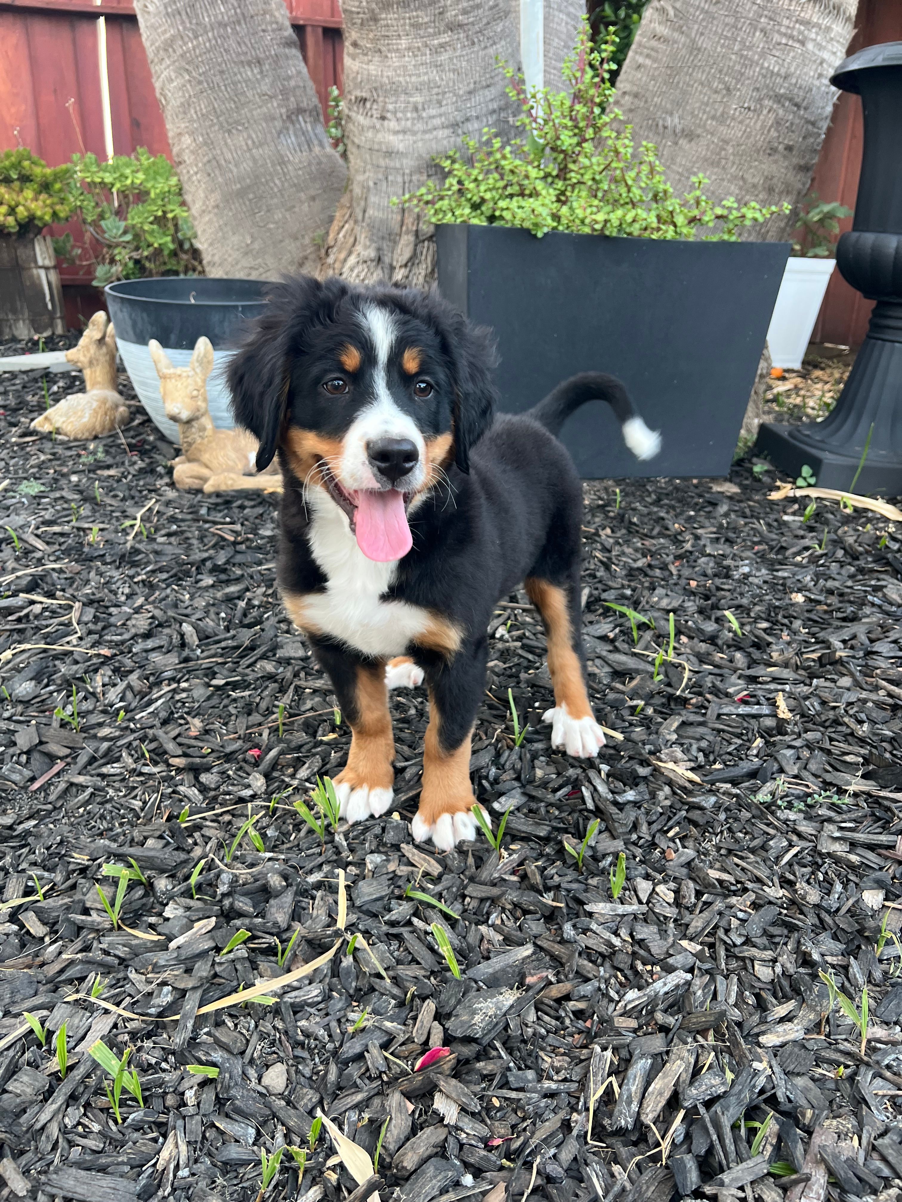 Kenra – Bernese Mountain Dog puppy for sale in Newman, CA